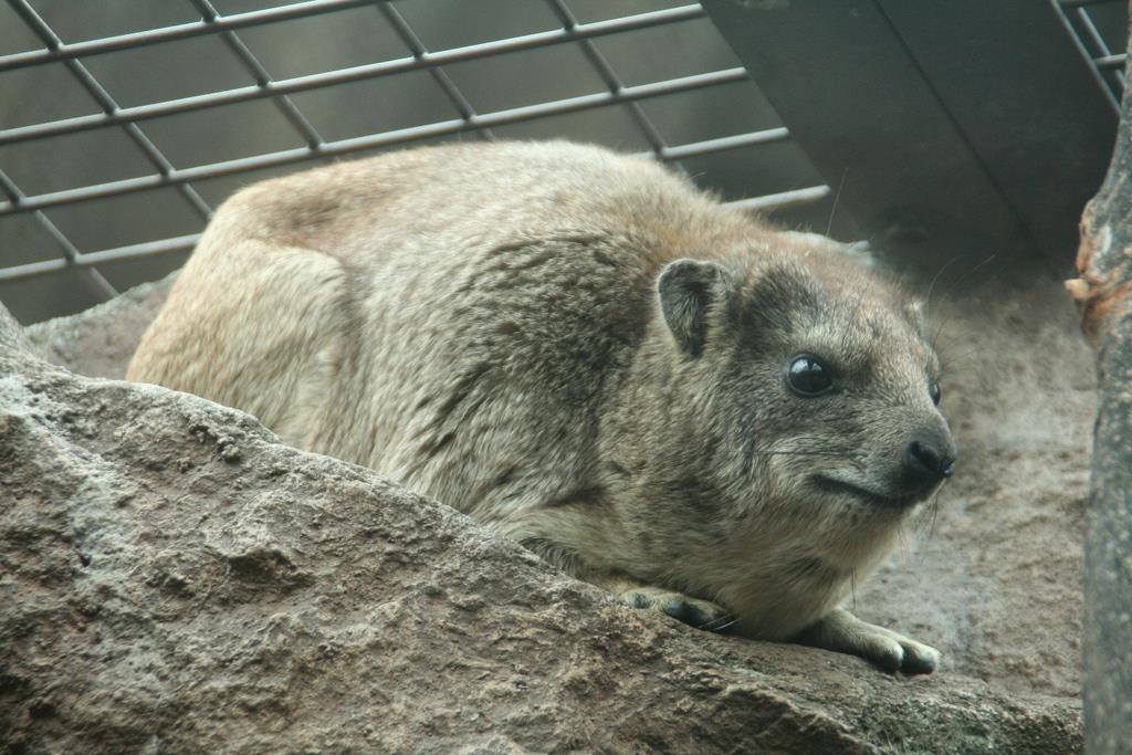 逃走相次ぐ天王寺動物園 5年前にもアノ動物が 産経ニュース 逃走相次ぐ天王寺動物園 5年前にもアノ動物が 産経ニュース