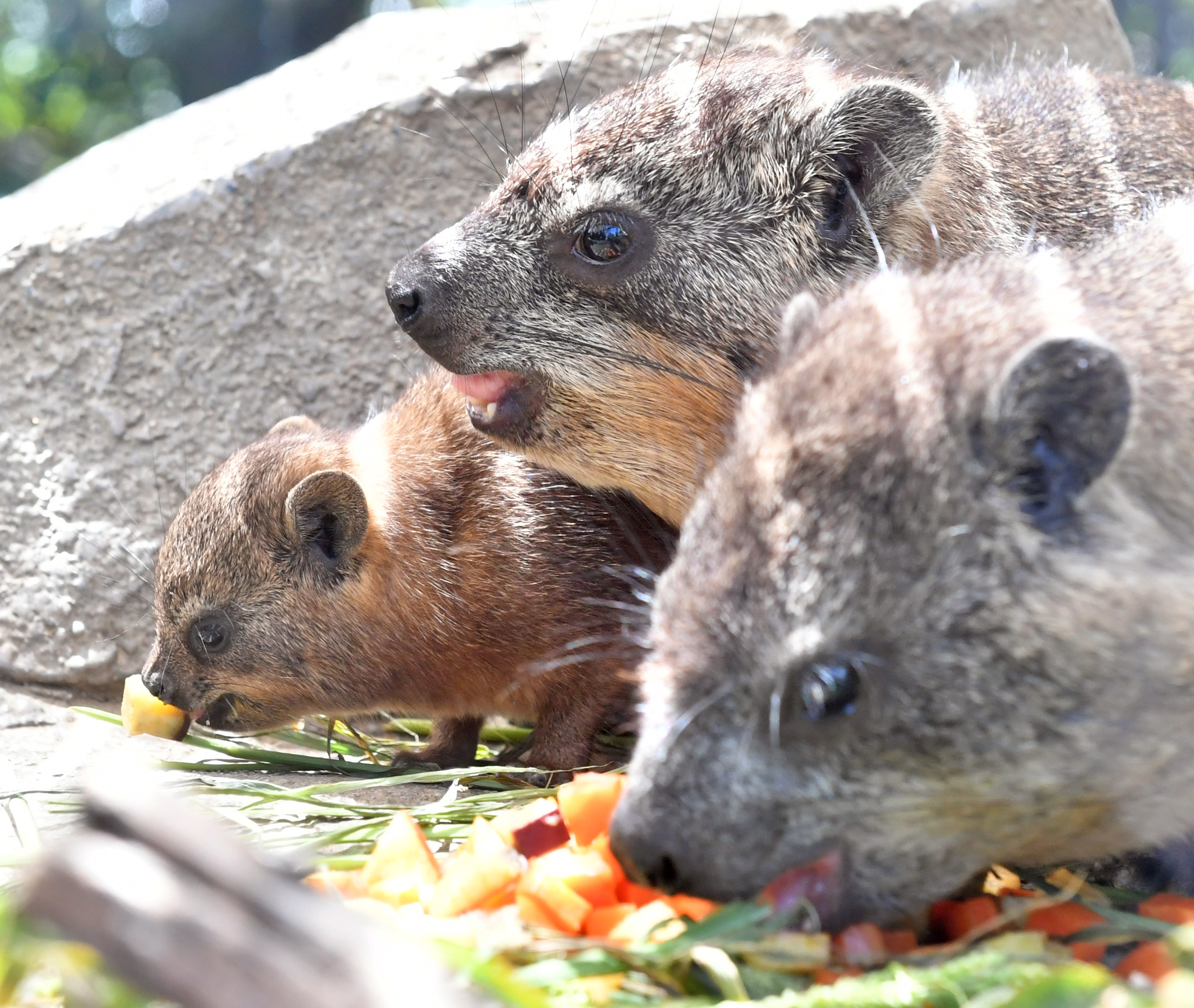 草木と小さな動物 61D1pQrmt7L._AC_UF350,