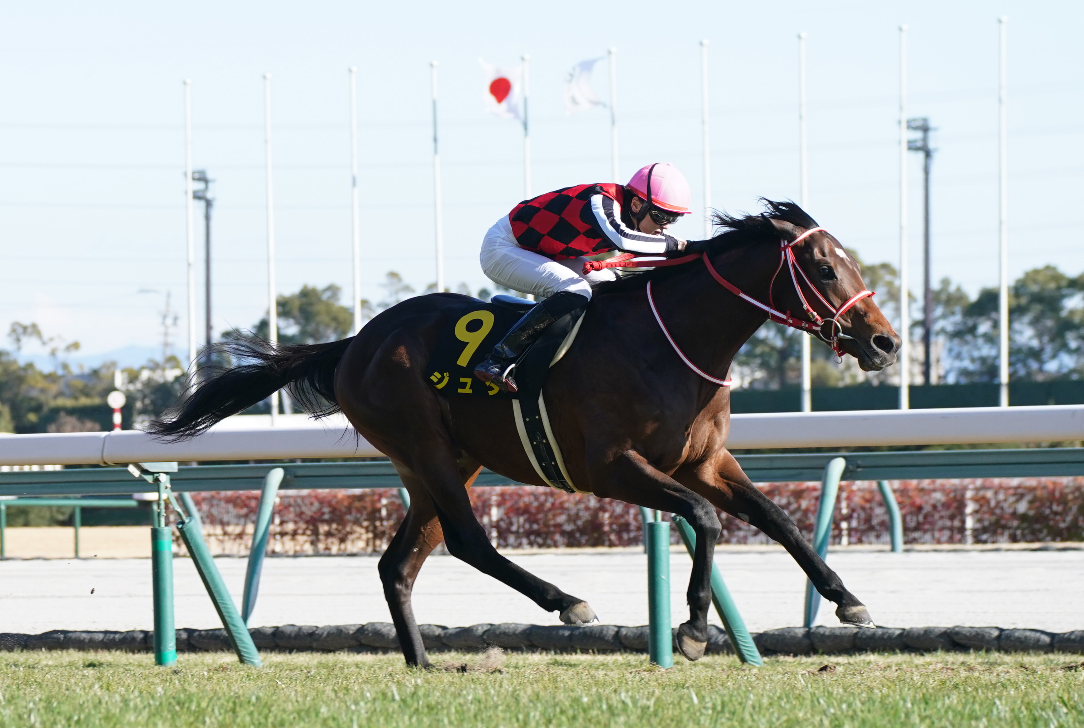 東西記者 今週の狙い馬】出遅れ対策万全のジュタが函館記念で躍動！ by