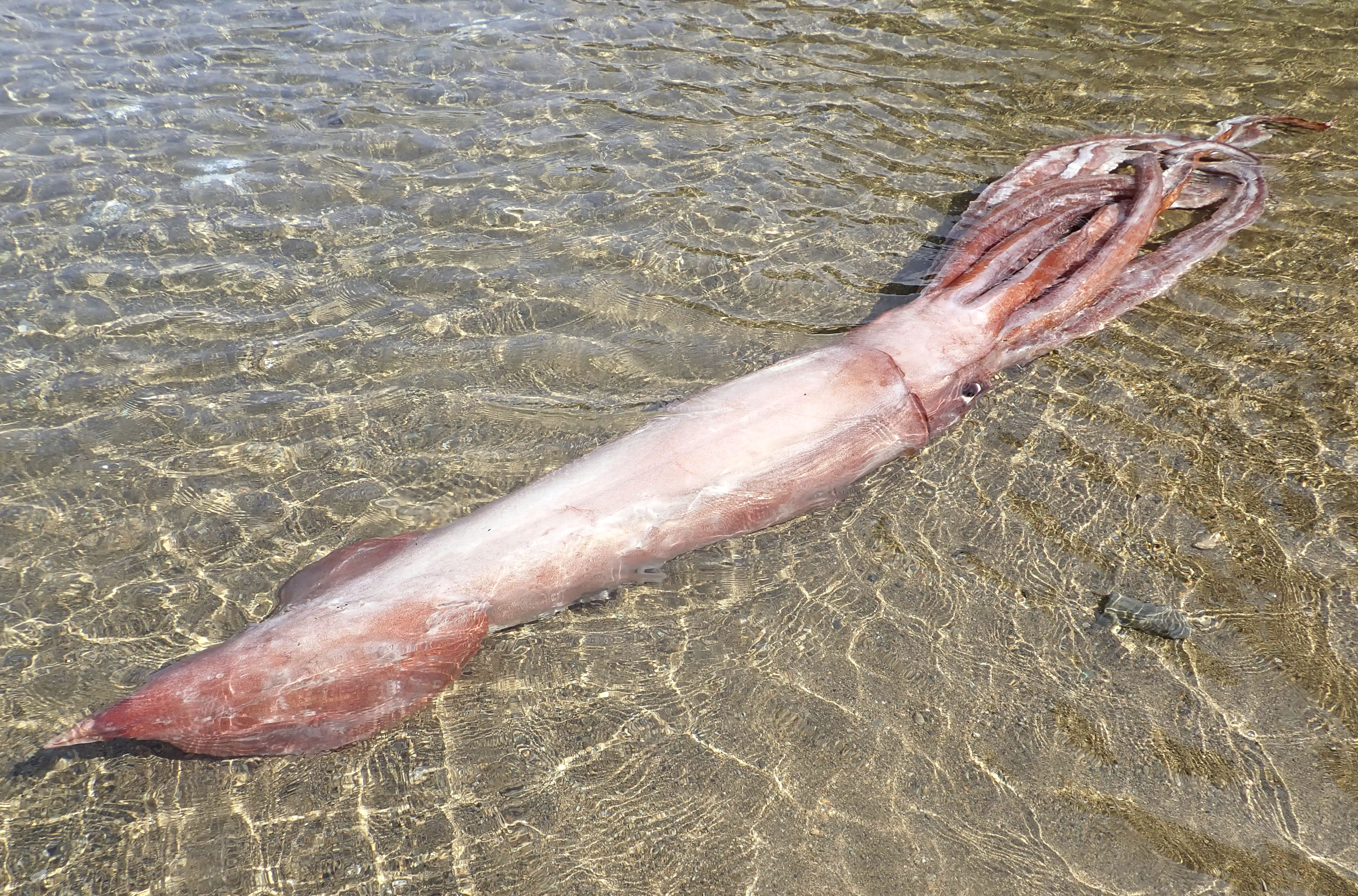 ダイオウイカ漂着 福井の海岸 体長３ｍ 水族館へ 産経ニュース
