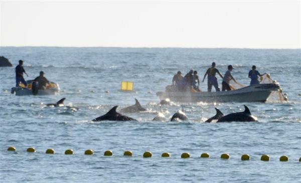 今週の注目記事 なぜクジラだけが特別なのか 捕鯨是非 ガチンコ論争で露呈した反対派の論点ずれまくり 1 5ページ 産経ニュース