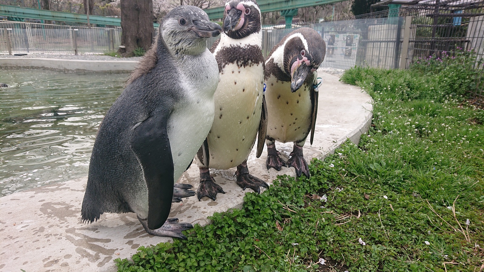 命名「いくら」 群馬サファリのフンボルトペンギンのひな - 産経ニュース