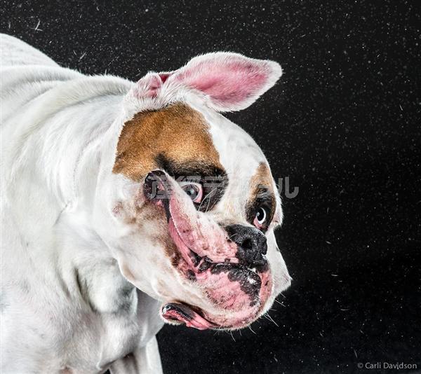 写真集チラ見せ ぬれた犬たちがぶるぶる 高速シャッターでとらえたワンダフルな生の瞬間 1 2ページ 産経ニュース