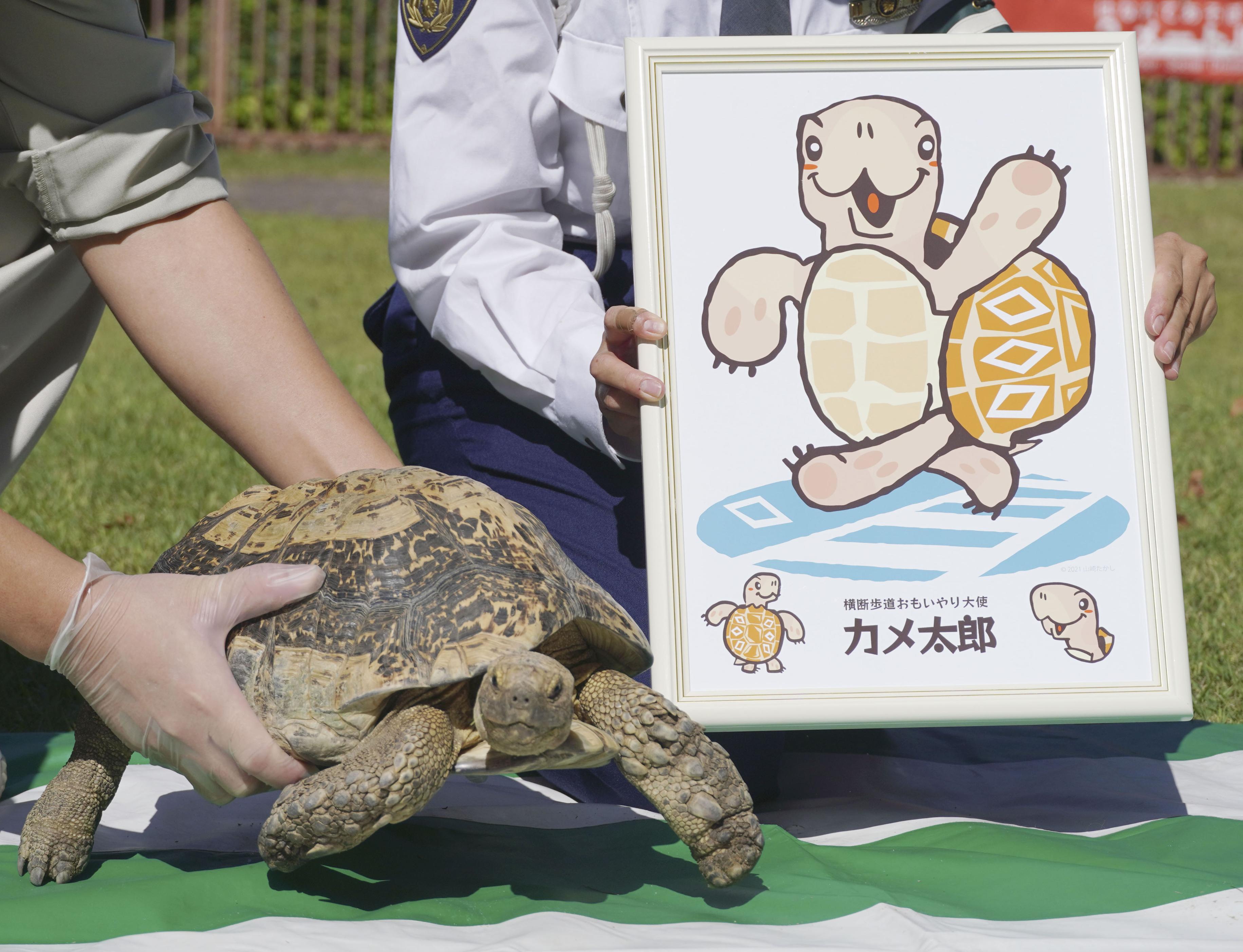 横断歩道大使に カメ太郎 富山 歩行者優先pr 産経ニュース