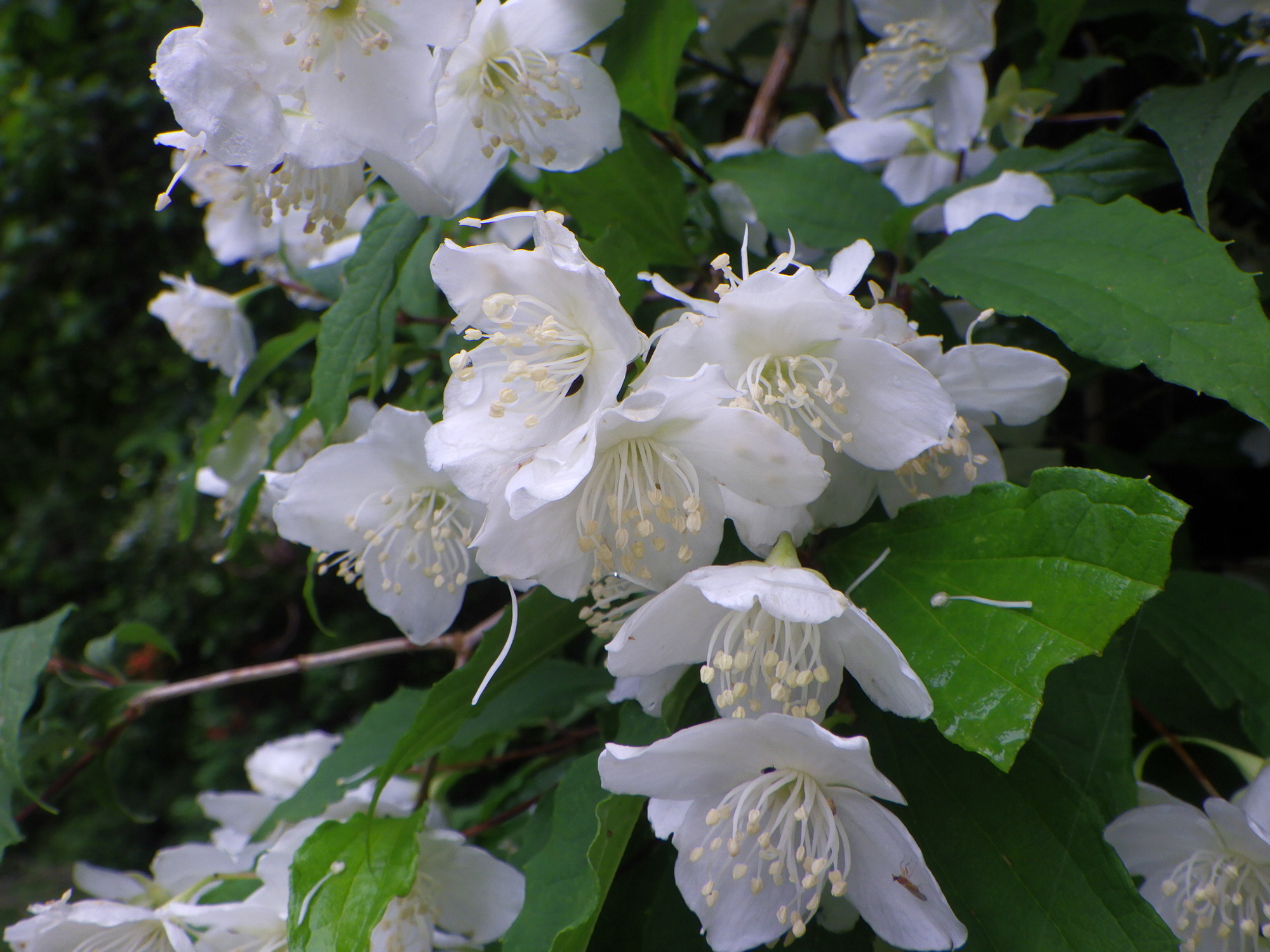 生きもの好 紀 心 植物悲喜こもごも バイカウツギ 卯の花ならぬ梅の花 産経ニュース