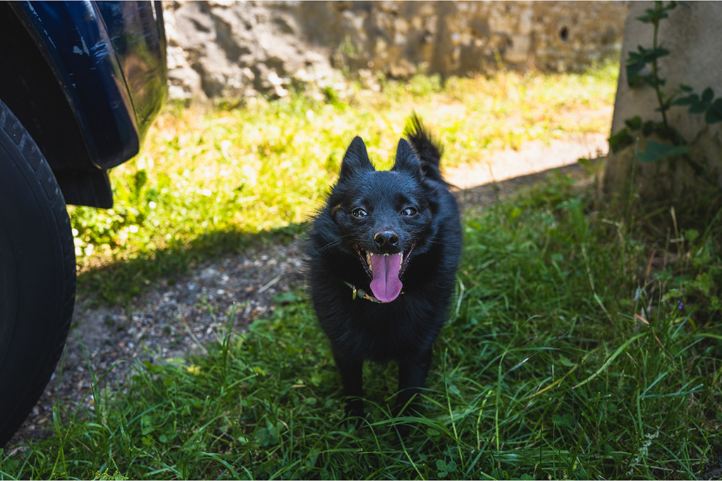 黒い悪魔犬と行く、フランスの小さな町の夏祭り - イザ！