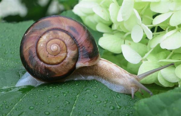 微に入り細に入り】カタツムリと寄生虫 - 産経ニュース