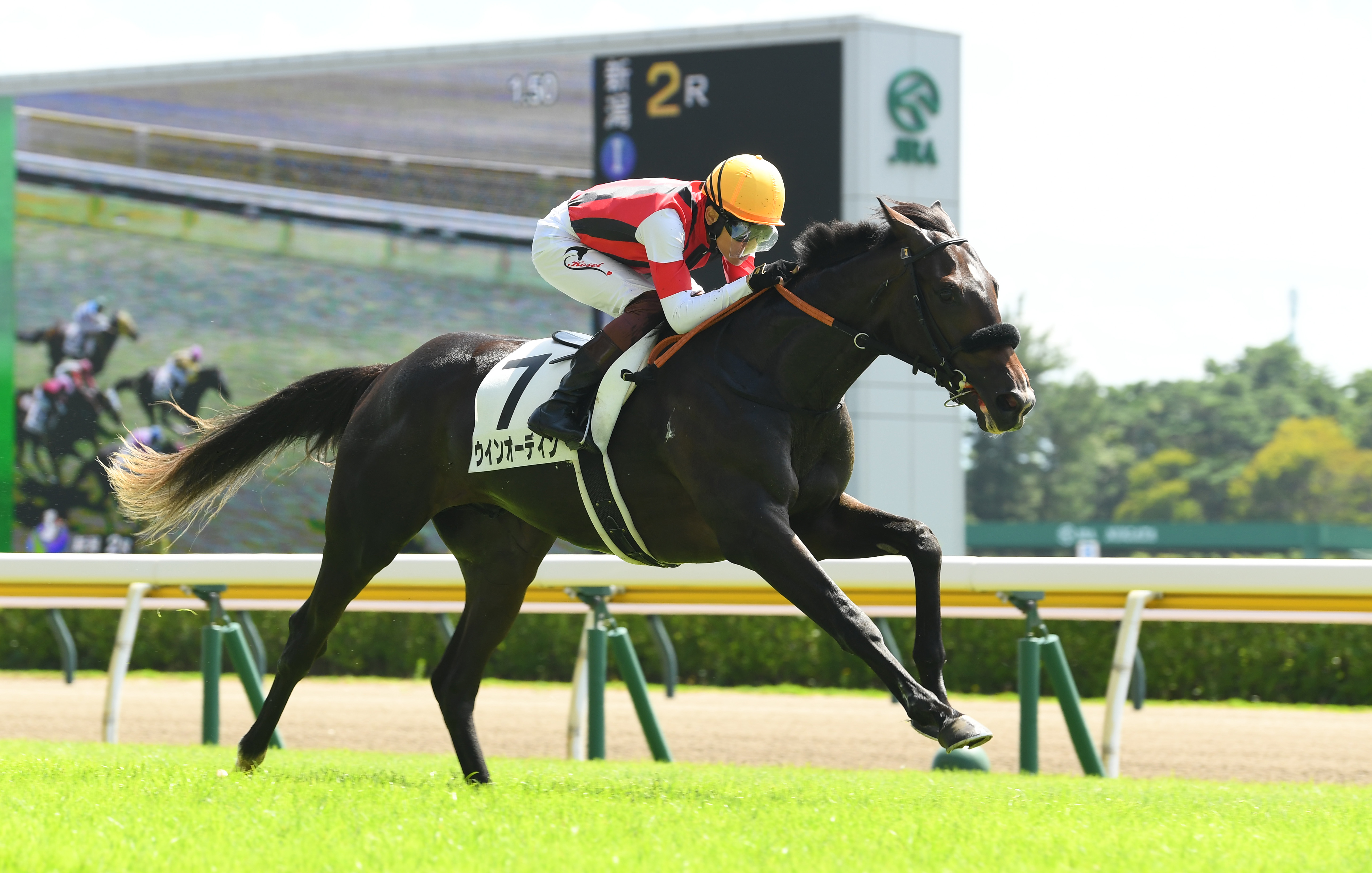 菊花賞】ウインオーディンは引き続き三浦皇成騎手 - サンスポZBAT!