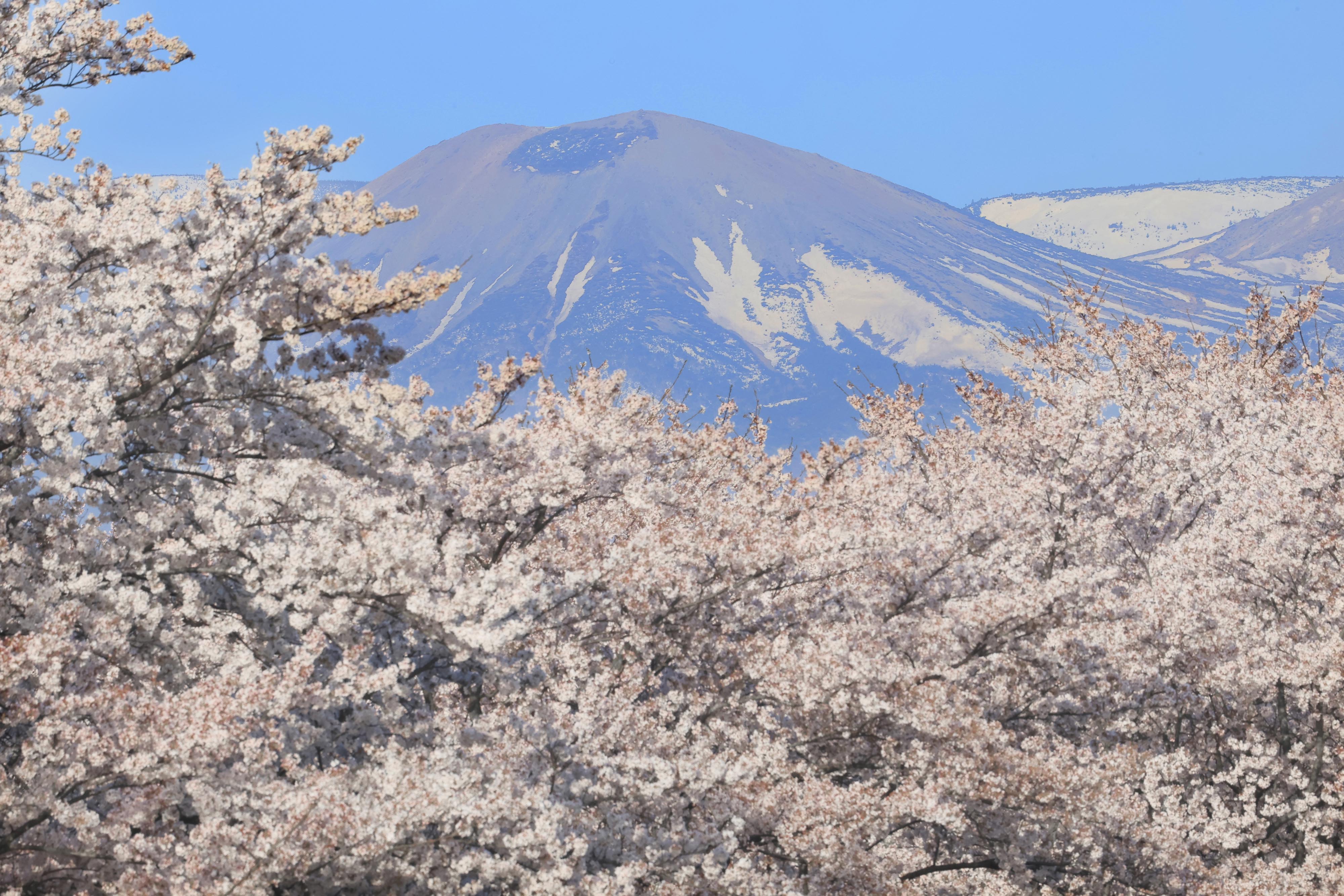 雪うさぎ様確認用 動画】春爛漫、桜の園に春告げる「雪うさぎ」 吾妻小富士 福島県福島市