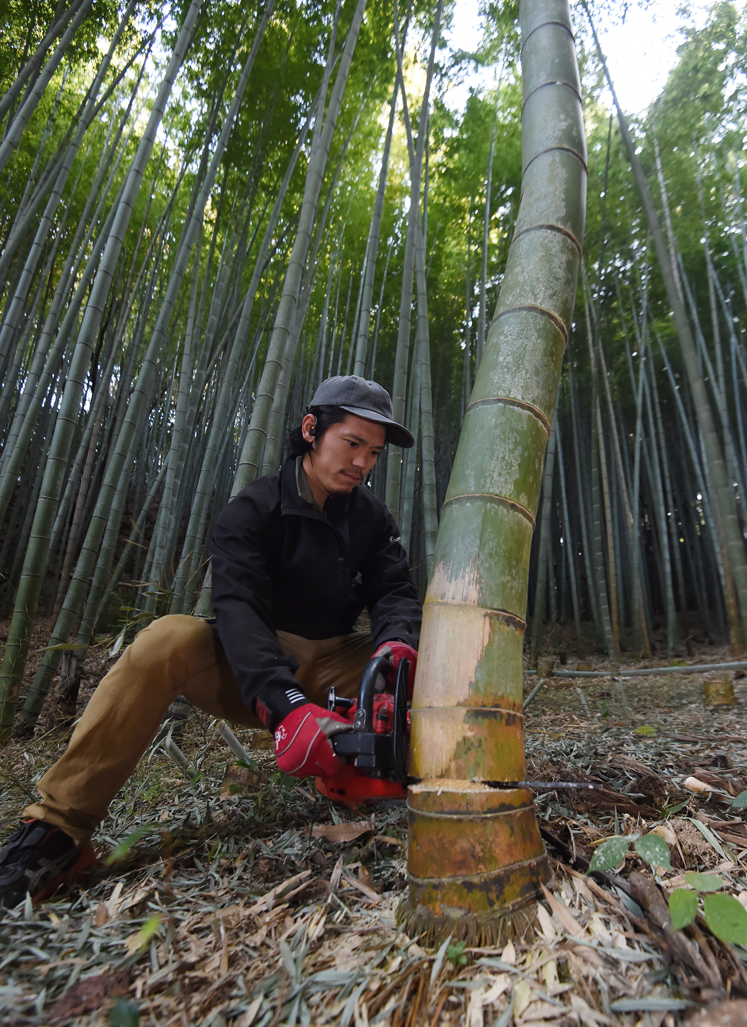 竹林 伐採 20,000円～ 竹林問題解決 - 福岡県のその他