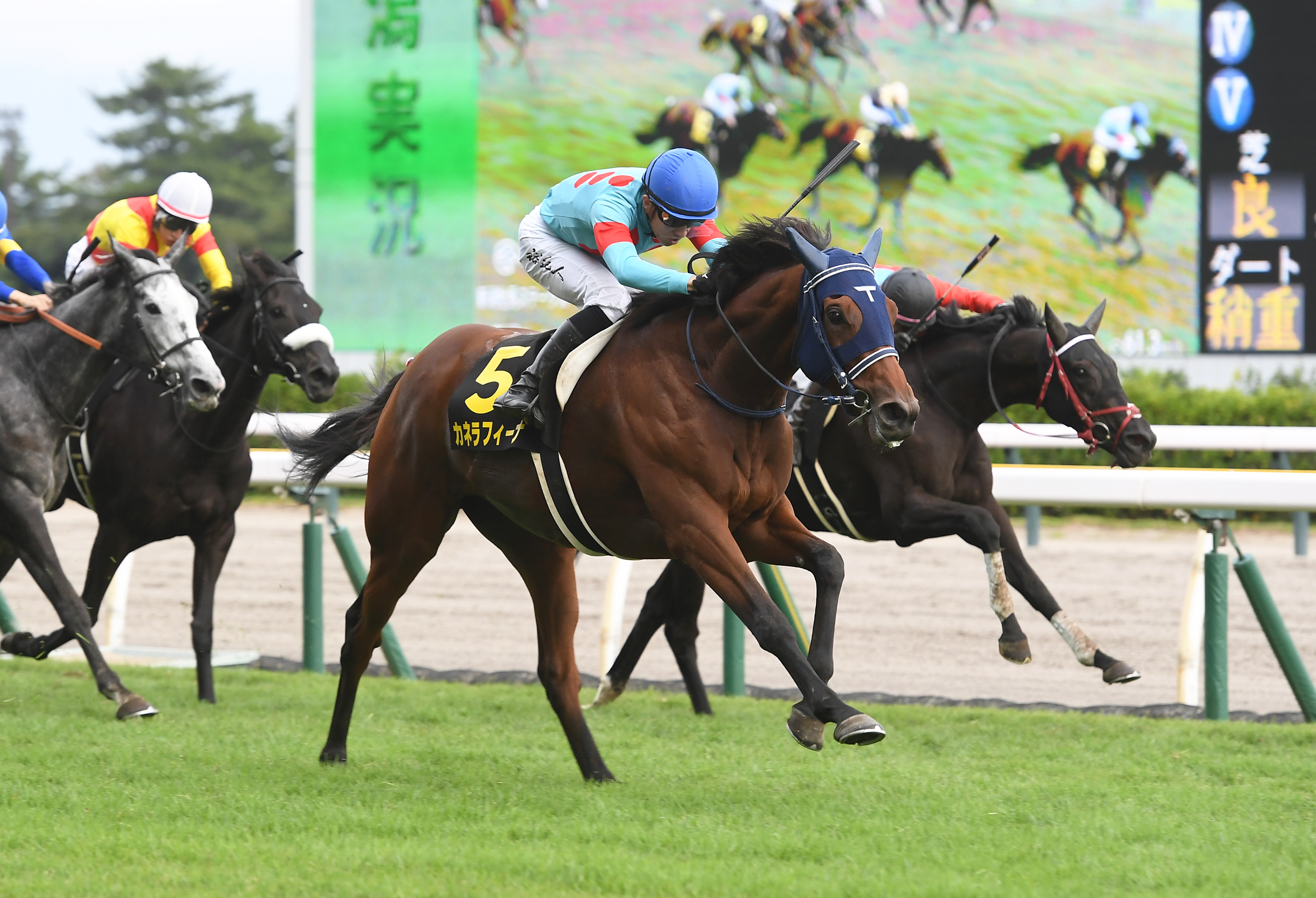 新潟牝馬S】カネラフィーナが一気の4連勝で初オープン勝ち - サンスポZBAT!