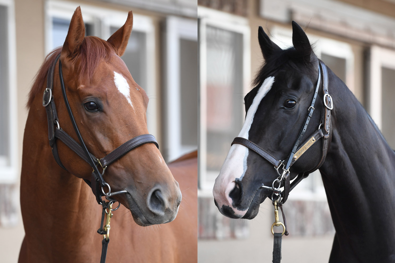イクイノックス 鬣 たてがみ 2022 日本ダービー 馬券