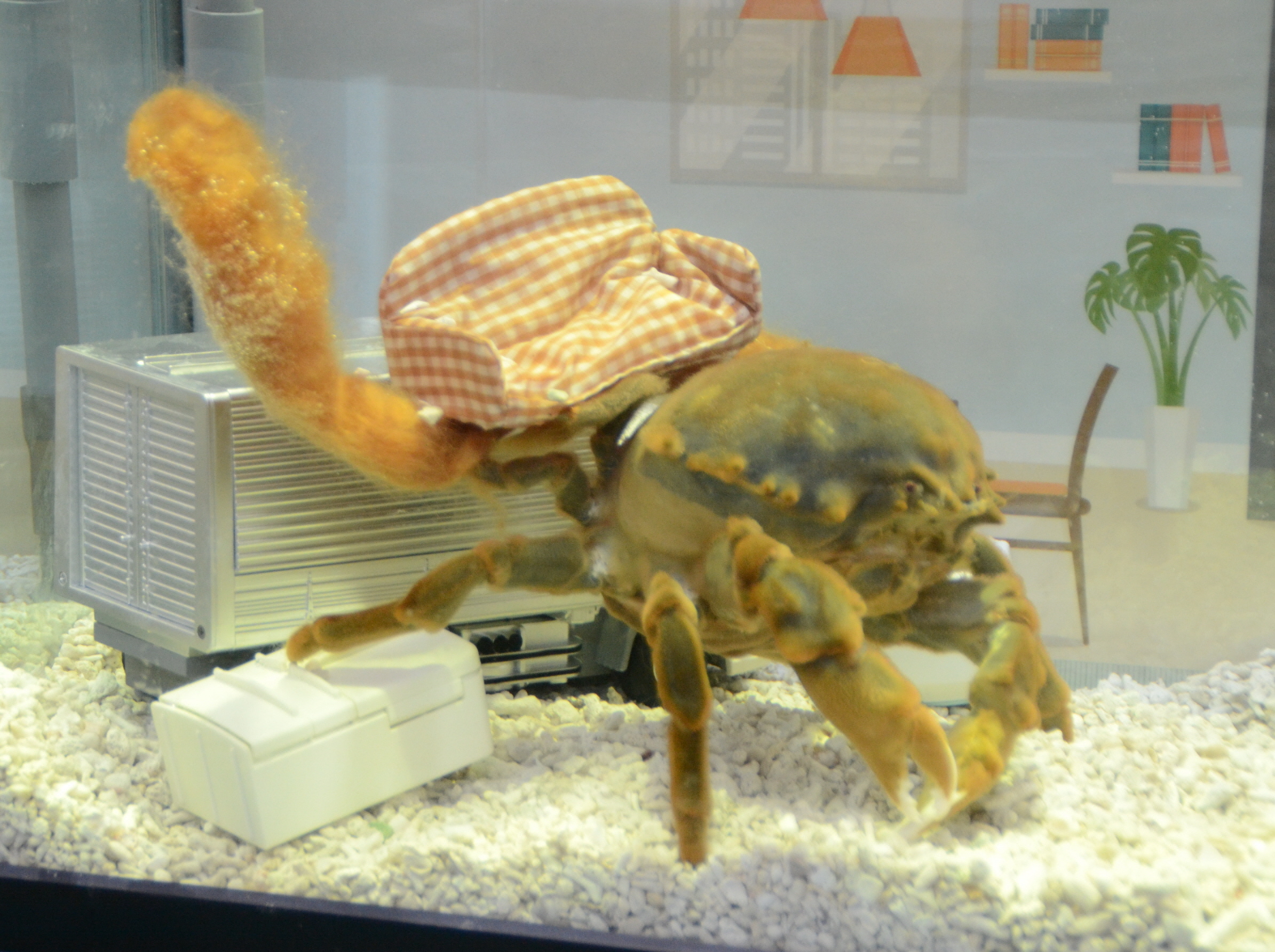 ヤドカリも引っ越し 和歌山・エビとカニの水族館 - 産経ニュース