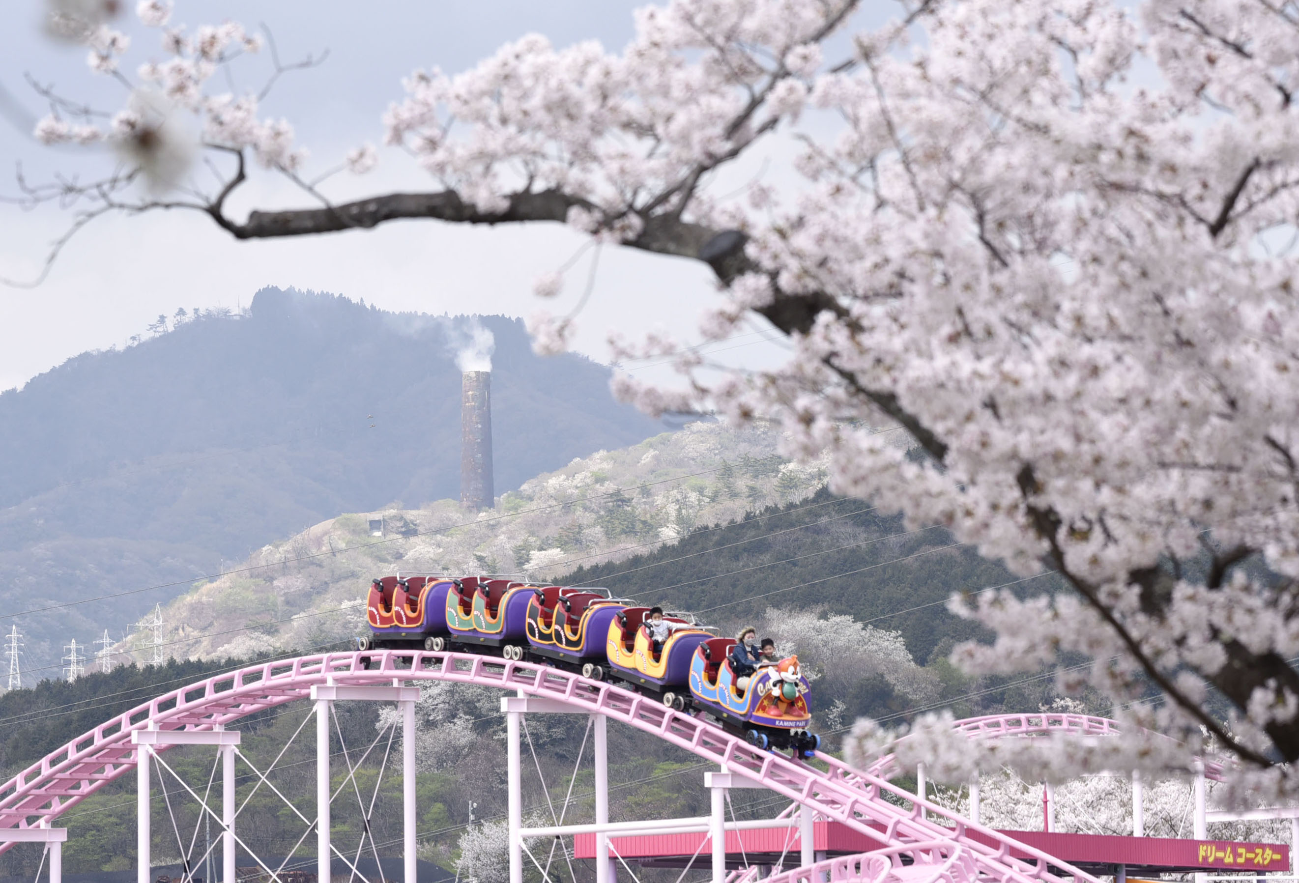 大煙突彩る桜、見頃に 茨城・日立市のシンボル - 産経ニュース