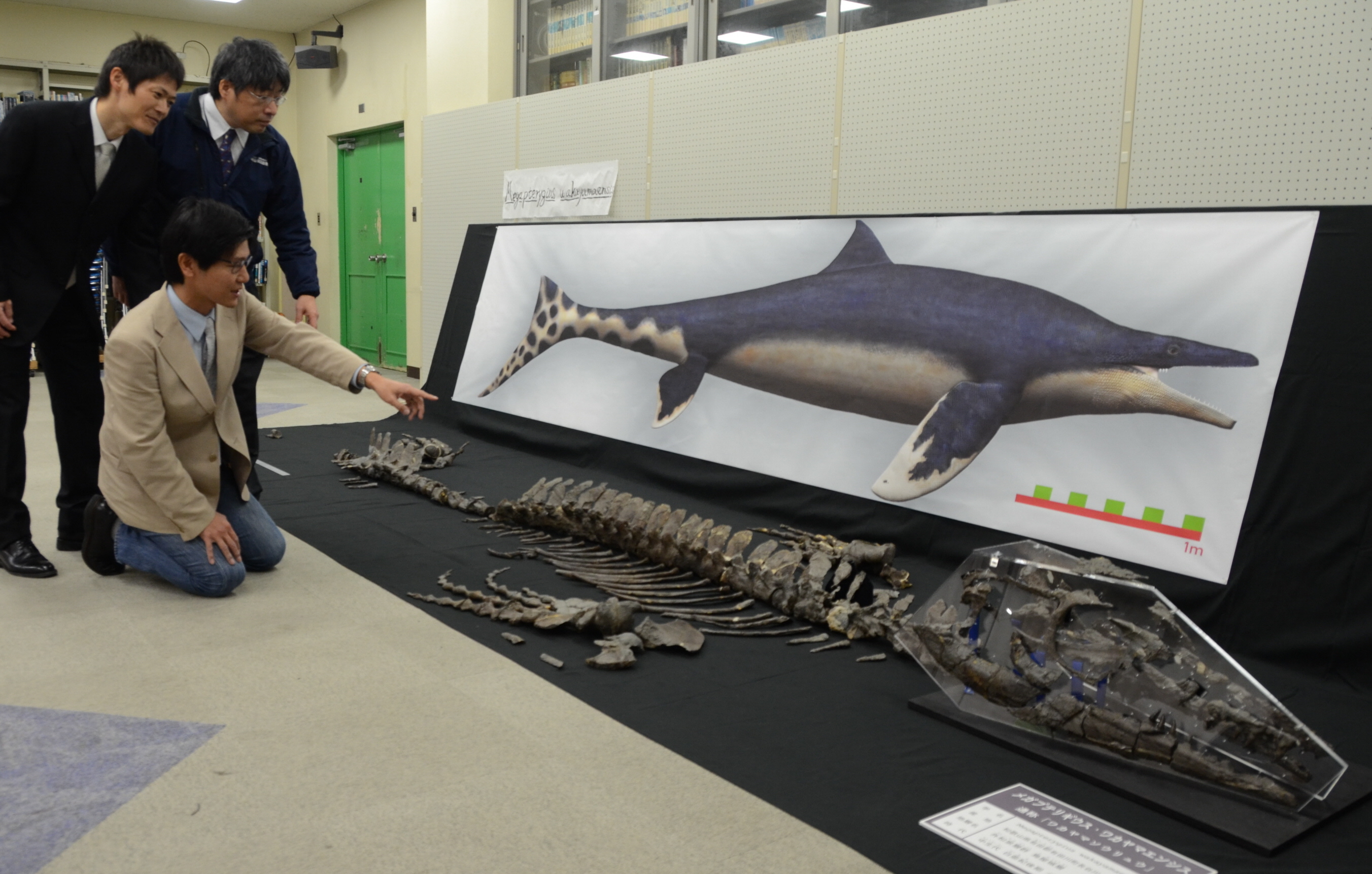 偶然だった「海の王者」モササウルスの新種発見 化石の価値磨いた研究