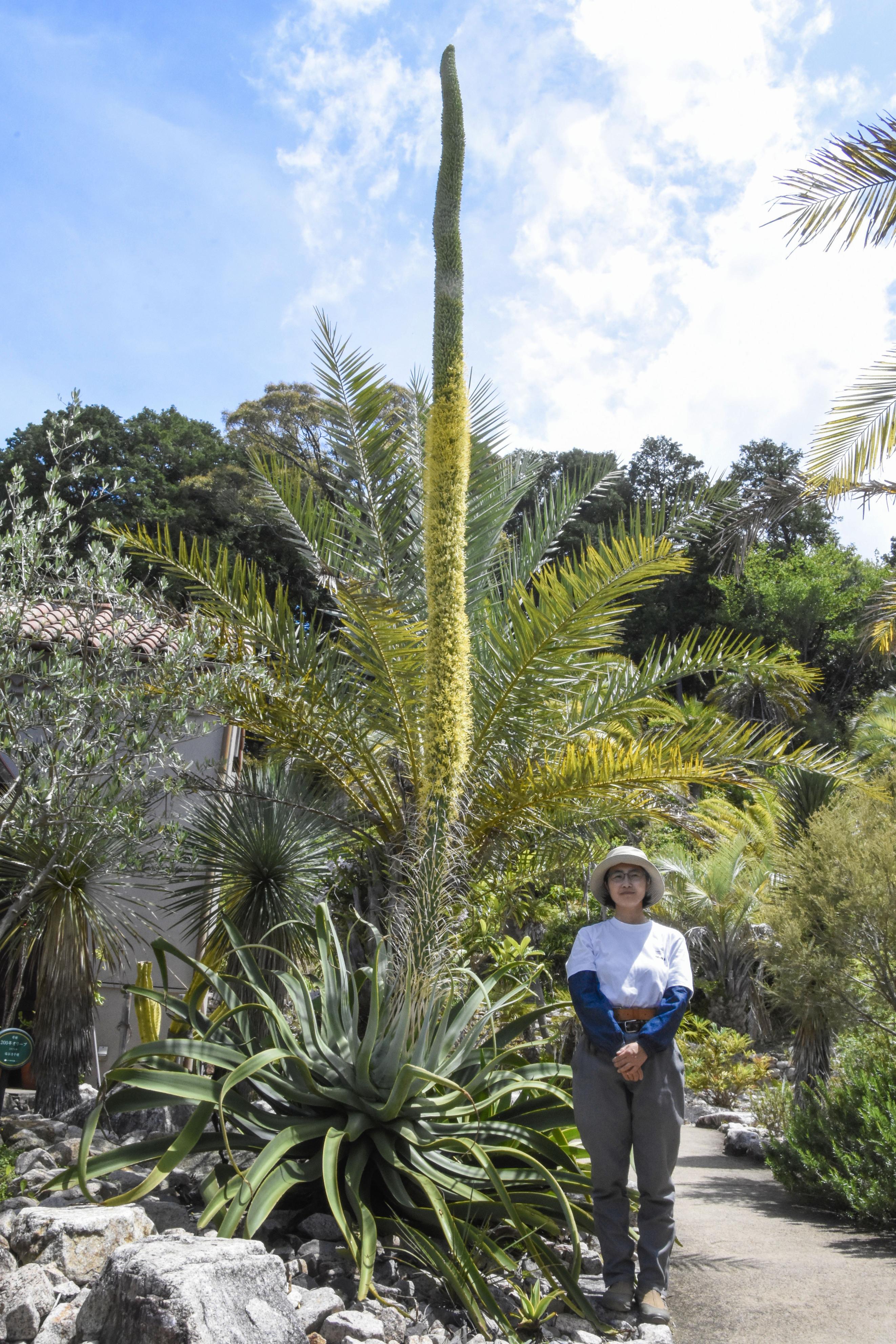数十年の生涯でただ一度の黄色い花、多肉植物「アガベ・ビルモリニアナ 