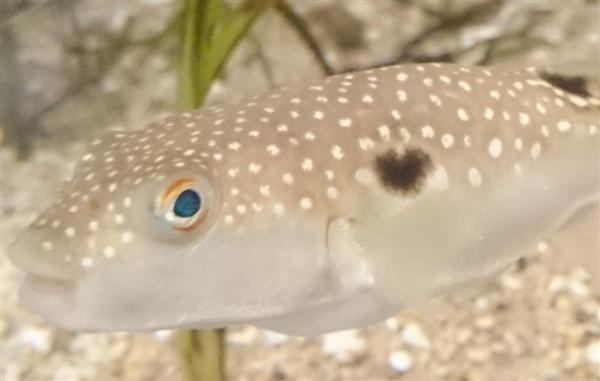 見た人たちが「幸フク」に？ 広島・宮島水族館にハート模様のフグ