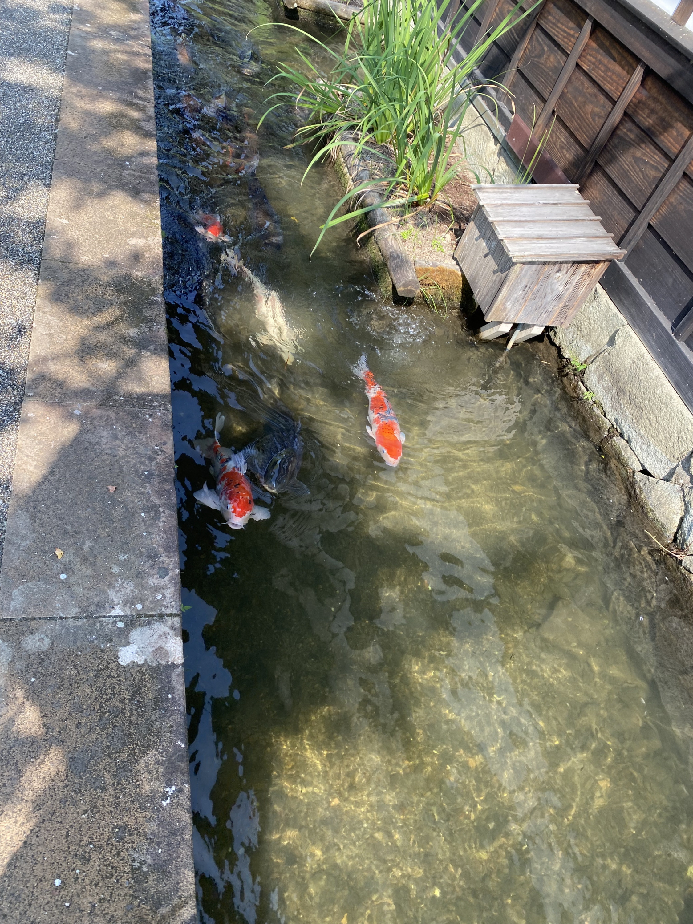 人より多い」島根・津和野で象徴のコイが病気で激減 町をあげた復活