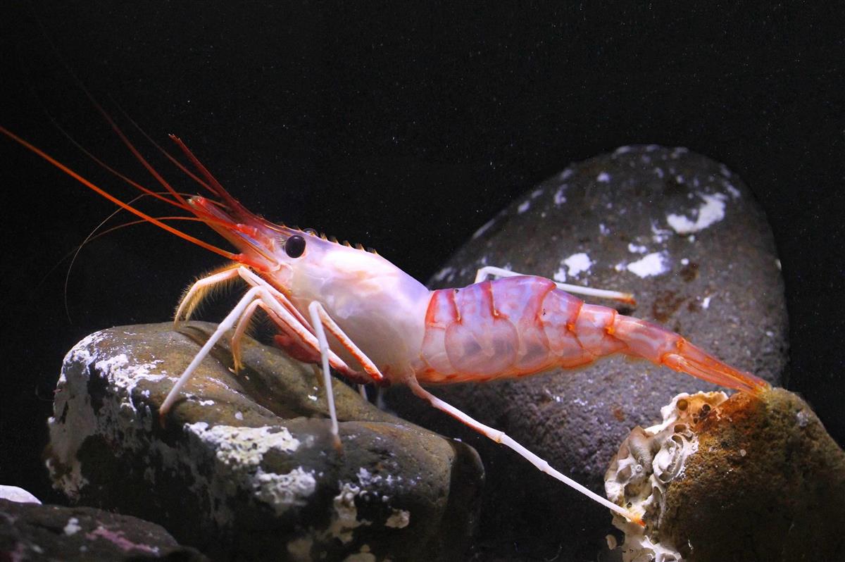 展示する生き物 実は大半が飼育員の採集 アクアマリンふくしま 1 2ページ 産経ニュース