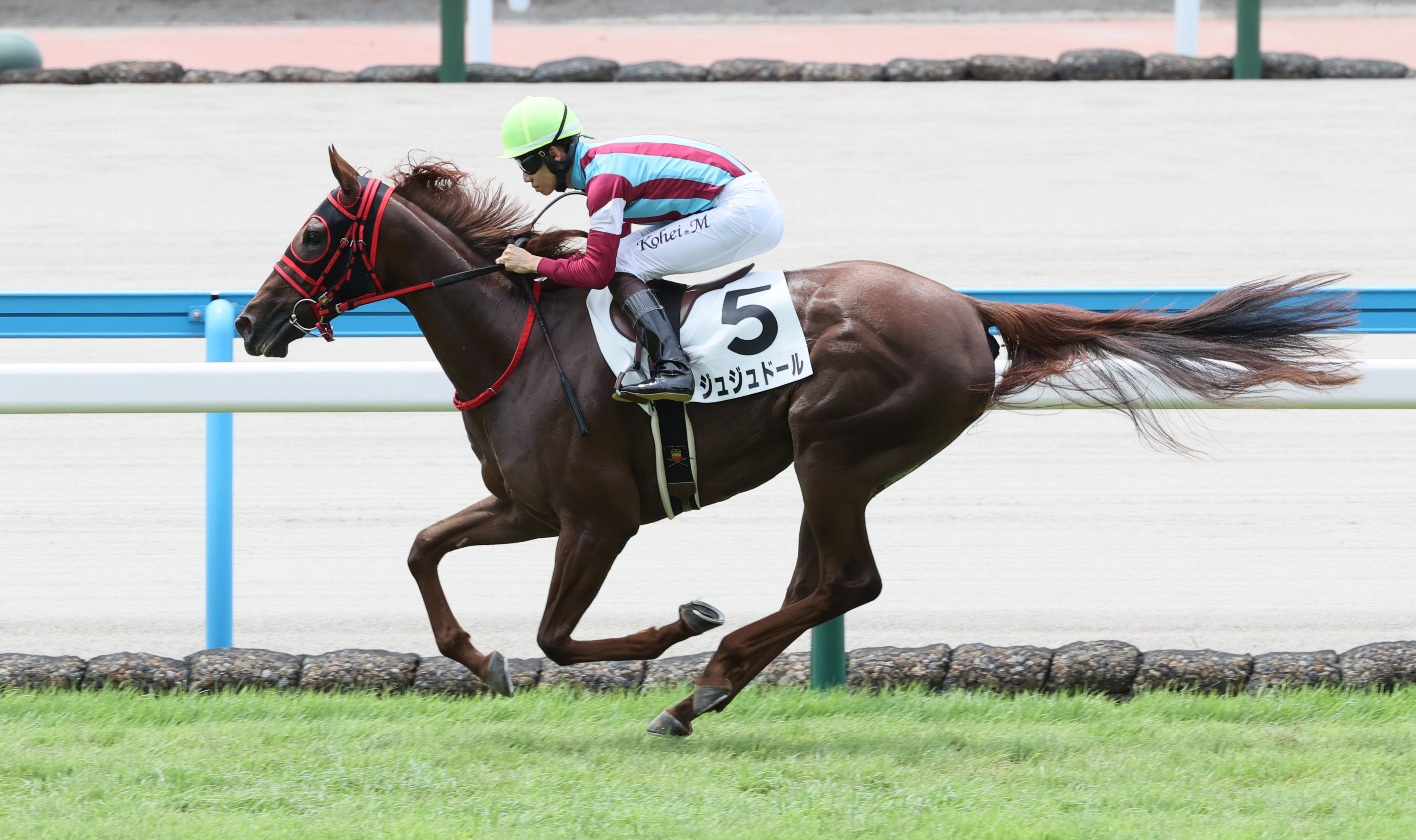 2歳新馬・小倉6R】ジュジュドールが影踏ませぬ逃走V - サンスポZBAT!