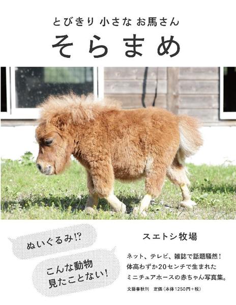 写真集チラ見せ 動画付き キュン死必至 犬より小さいミニチュアホース そらまめ に話題騒然 1 2ページ 産経ニュース