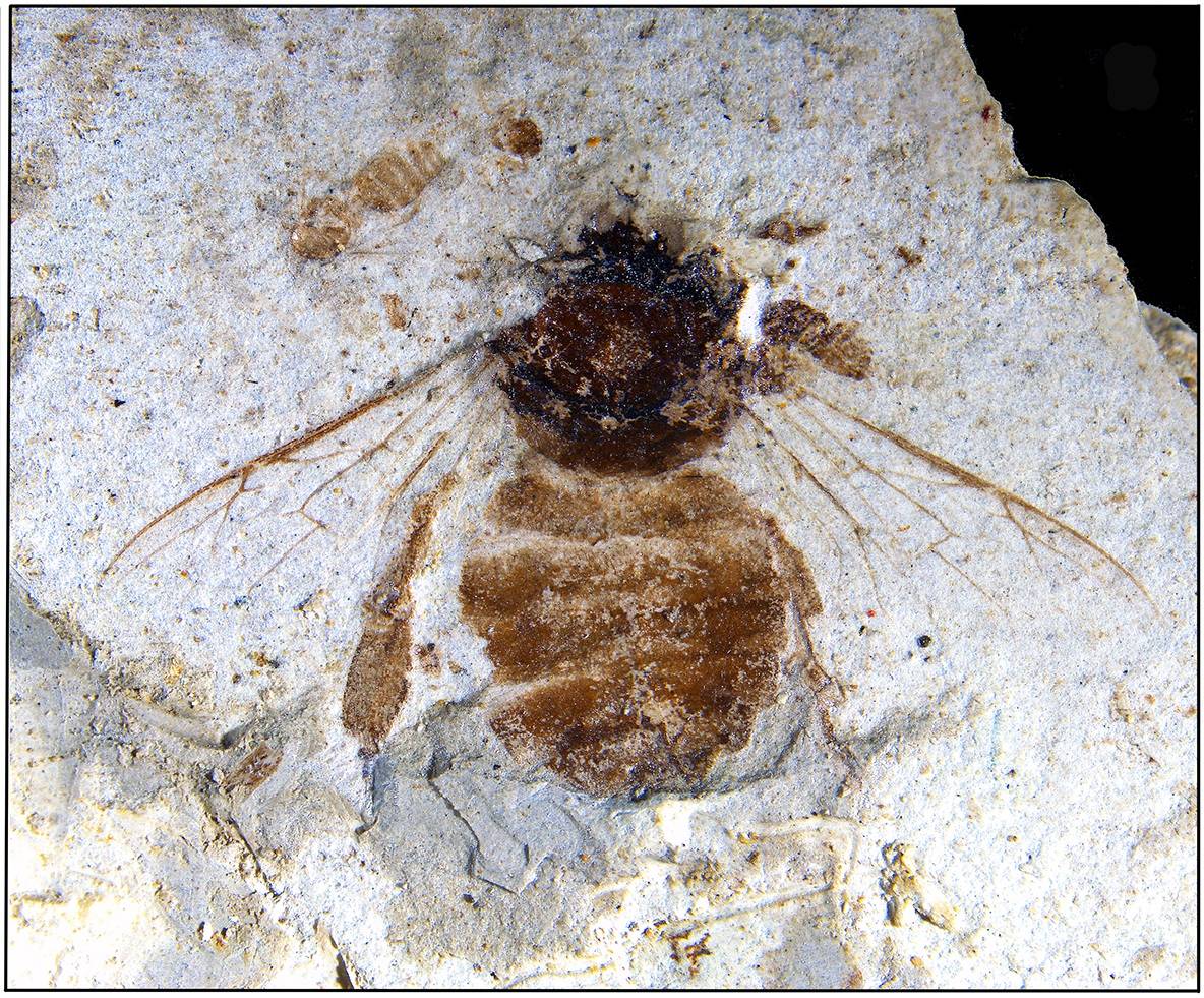 展示室の化石は新種と判明、「タジマミツバチ」と命名 新温泉町にあっ