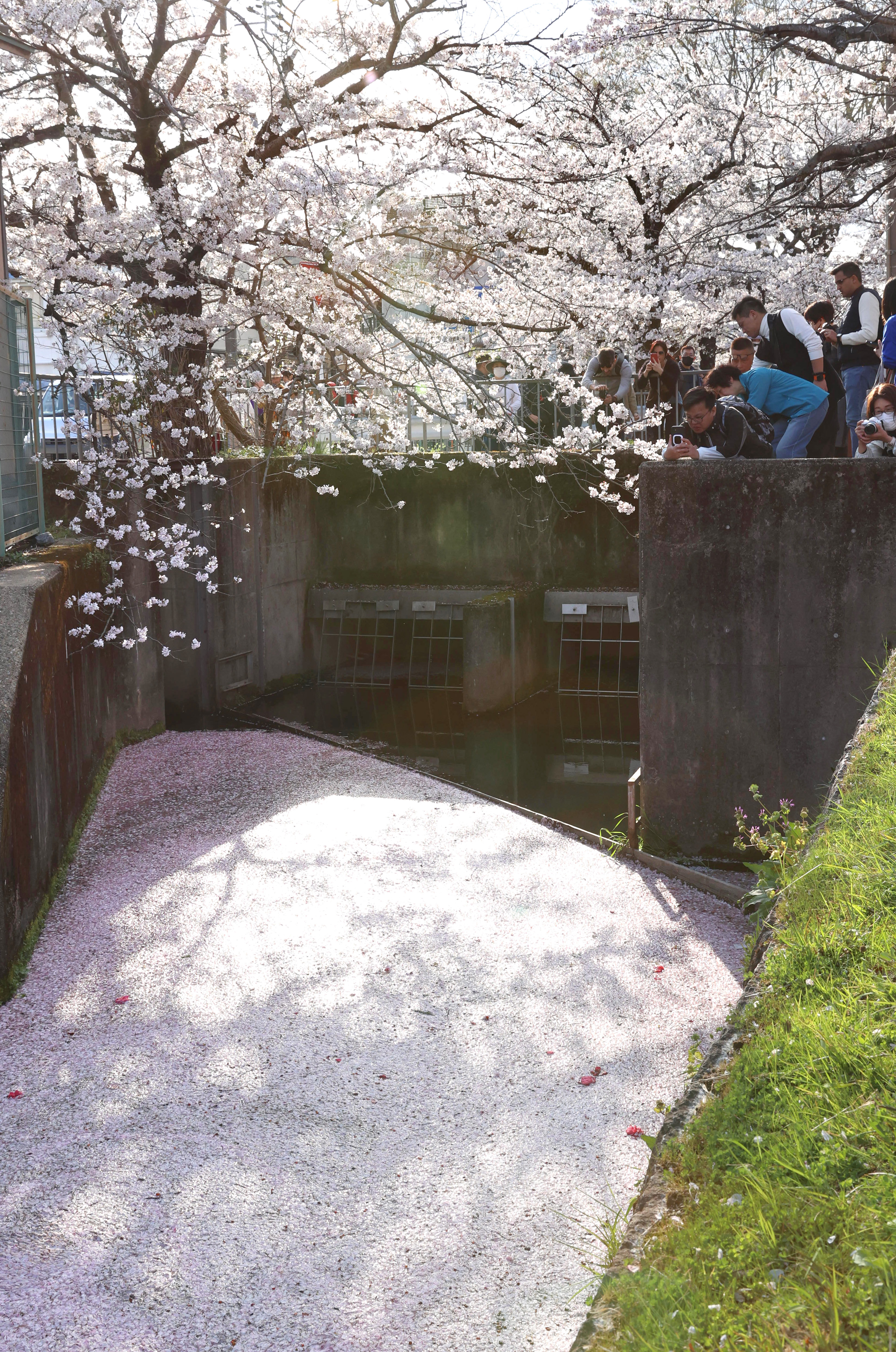 散った桜の花びらが水面を埋め尽くす「花筏」に感嘆 京都・哲学の道で