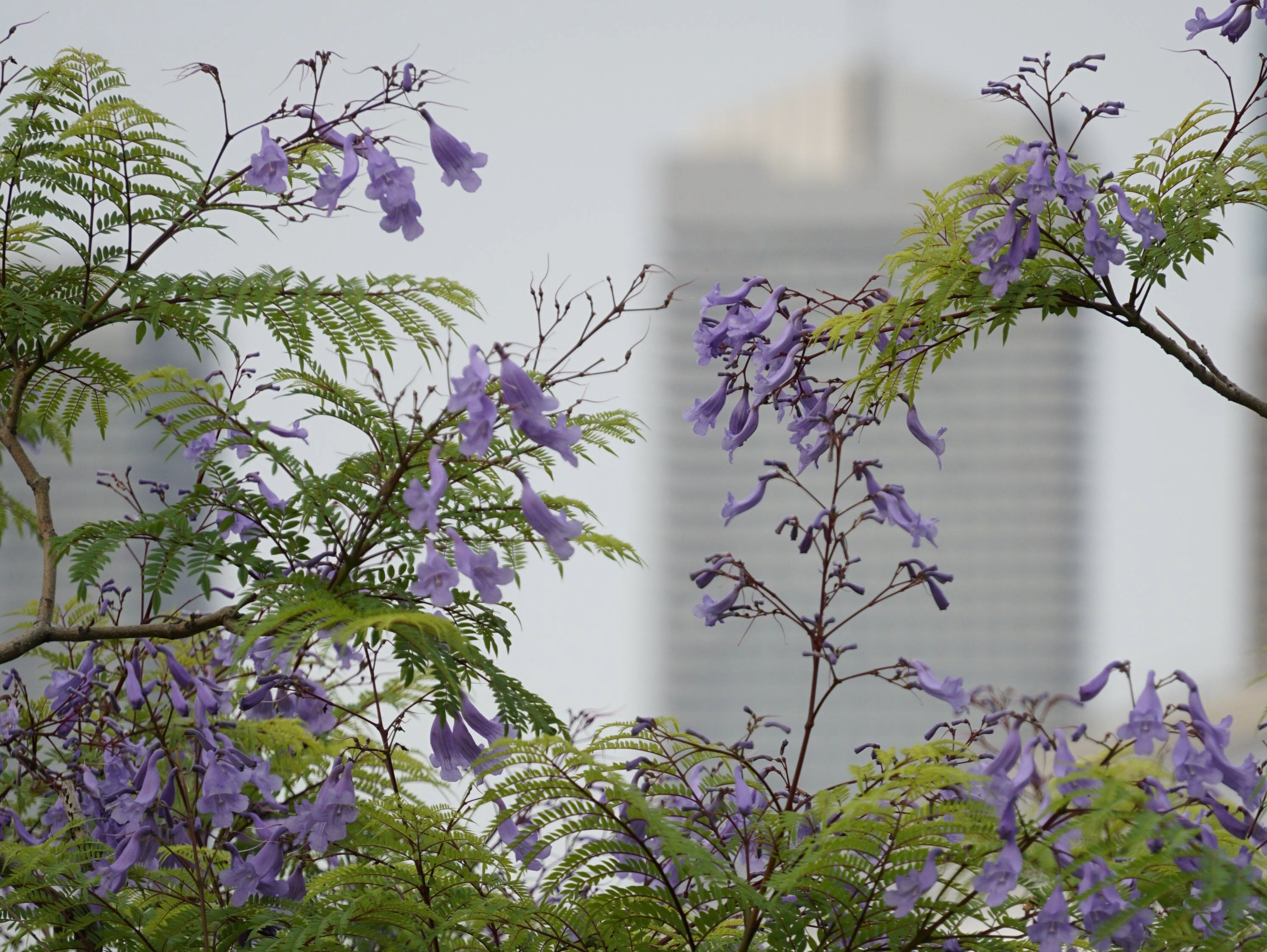 ジャカランダ が紫の花咲かす 大阪 港区の公園 産経ニュース