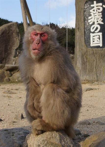 小豆島「お猿の国」相次ぐ新旧交代 当たりの申年？ - 産経ニュース