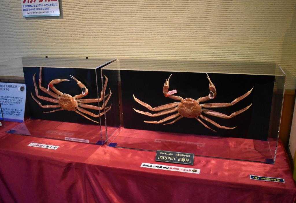 世界最高額500万円のカニはどこへ行った | 黒門市場 鮮魚川崎