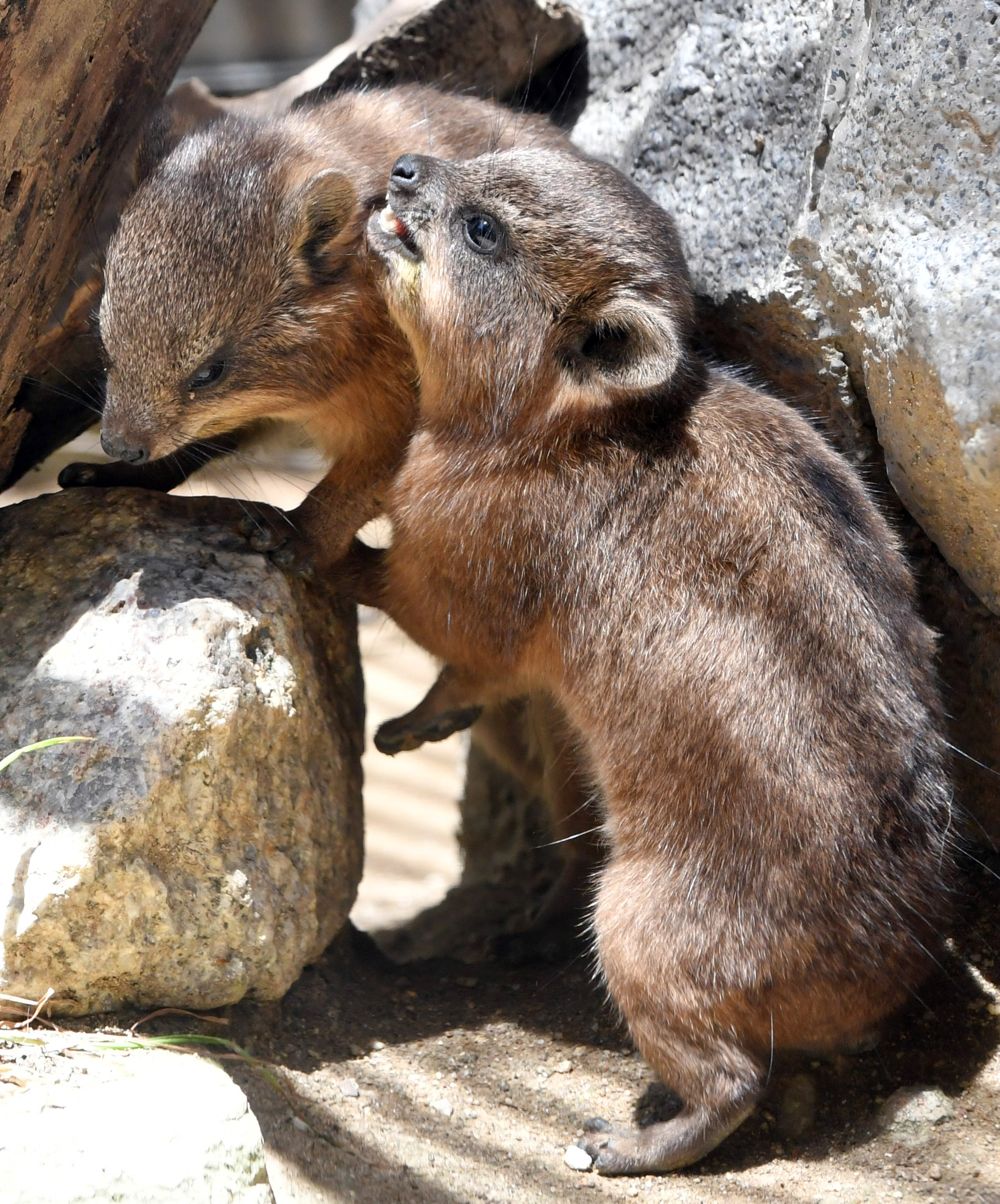 動画】【どうぶつ園のニューフェース】木登り大好きゾウの仲間