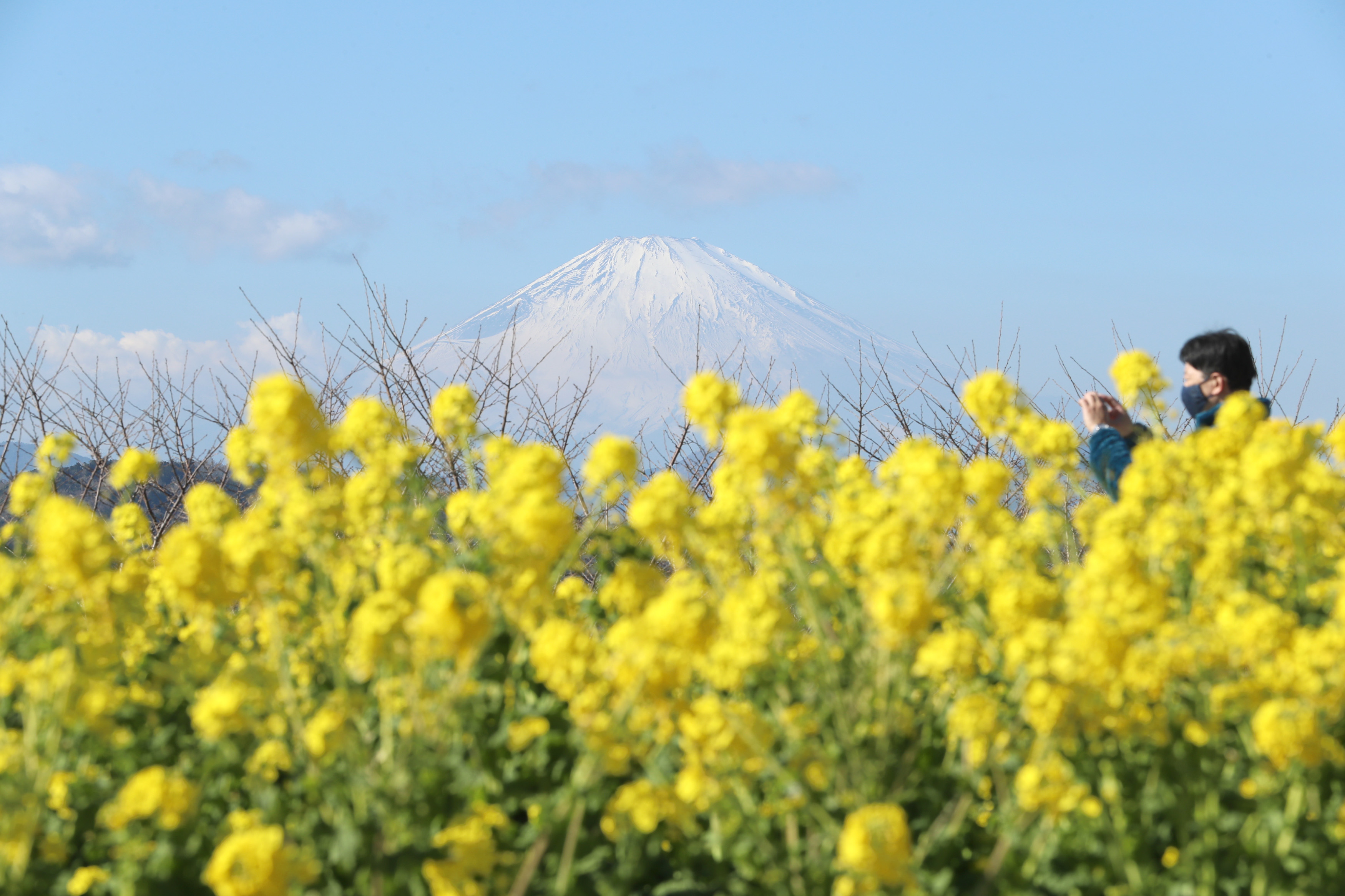 フォト＆動画】菜の花のじゅうたん 神奈川・二宮町 - 産経ニュース