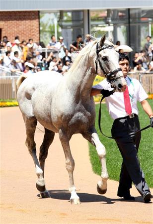 また名馬のたてがみ切られる ９３年菊花賞馬ビワハヤヒデが被害 - サンスポ