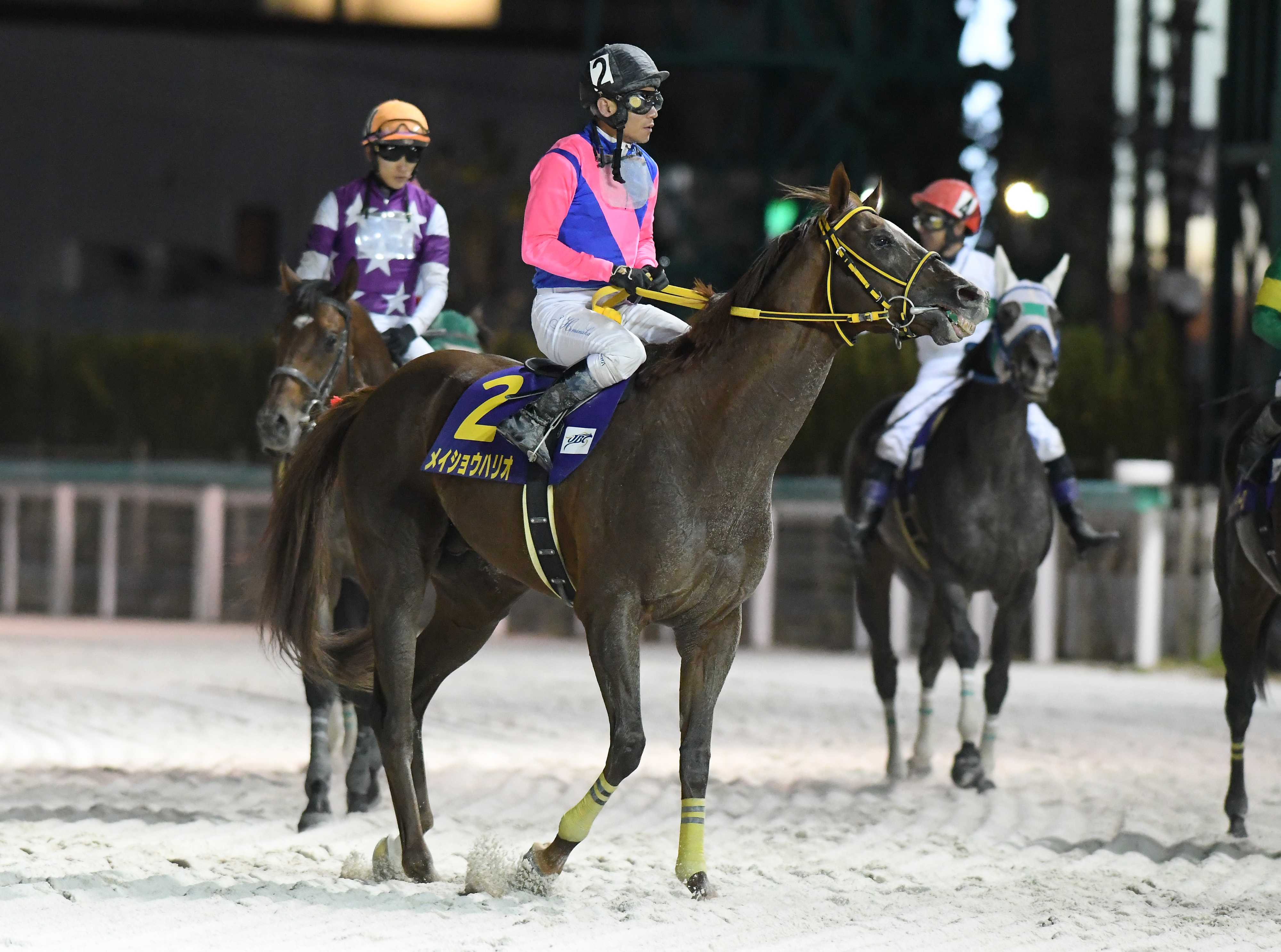 3歳以上次走報】メイショウハリオとテンカジョウはチャンピオンズCへ