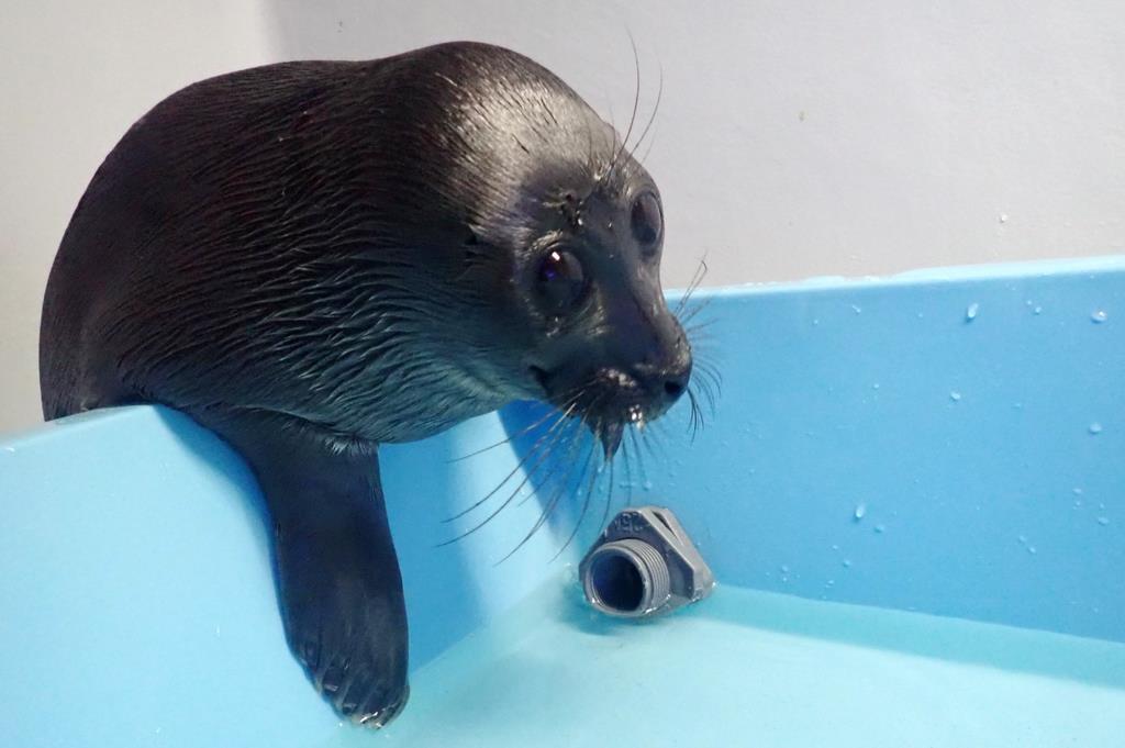 動画 バイカルアザラシの赤ちゃん人気 都内初 サンシャイン水族館 産経ニュース