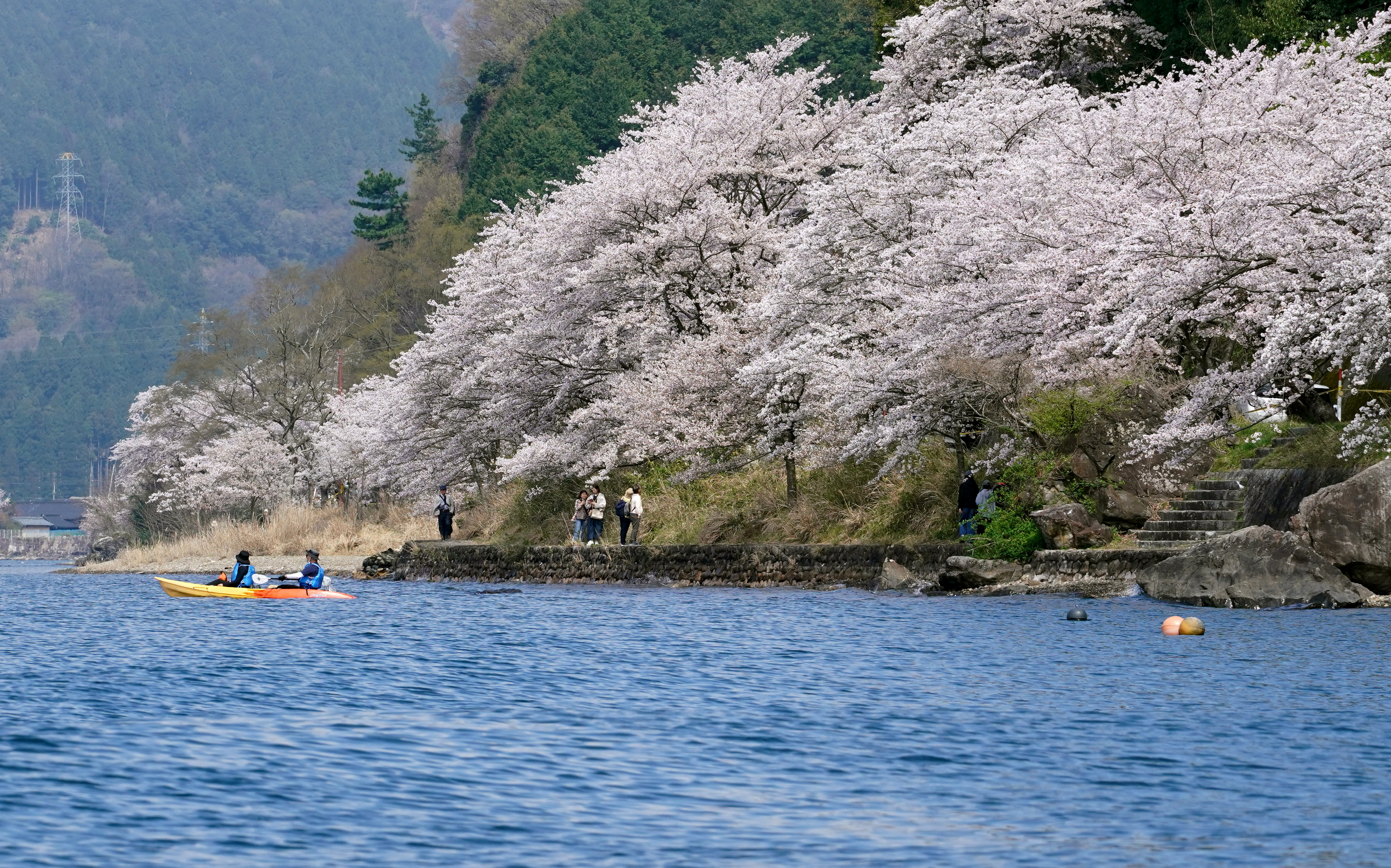 動画】ピンクと青のコントラストにため息 琵琶湖の春を彩る圧巻の桜
