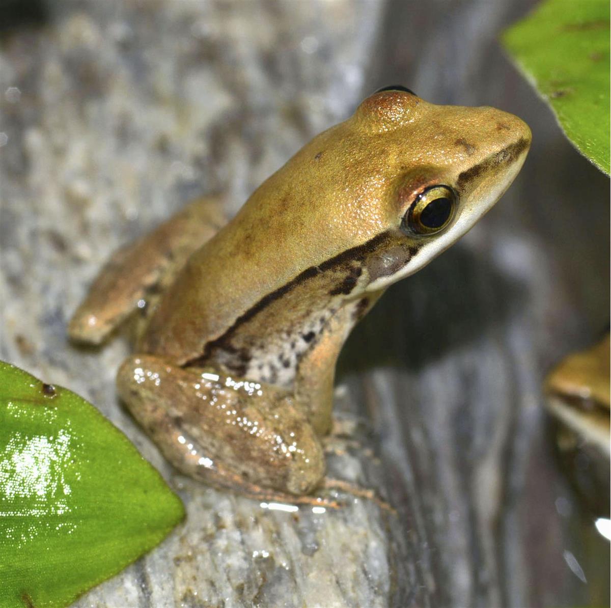 ワン と鳴くカエル繁殖 鳥羽水族館 日本で初成功 産経ニュース