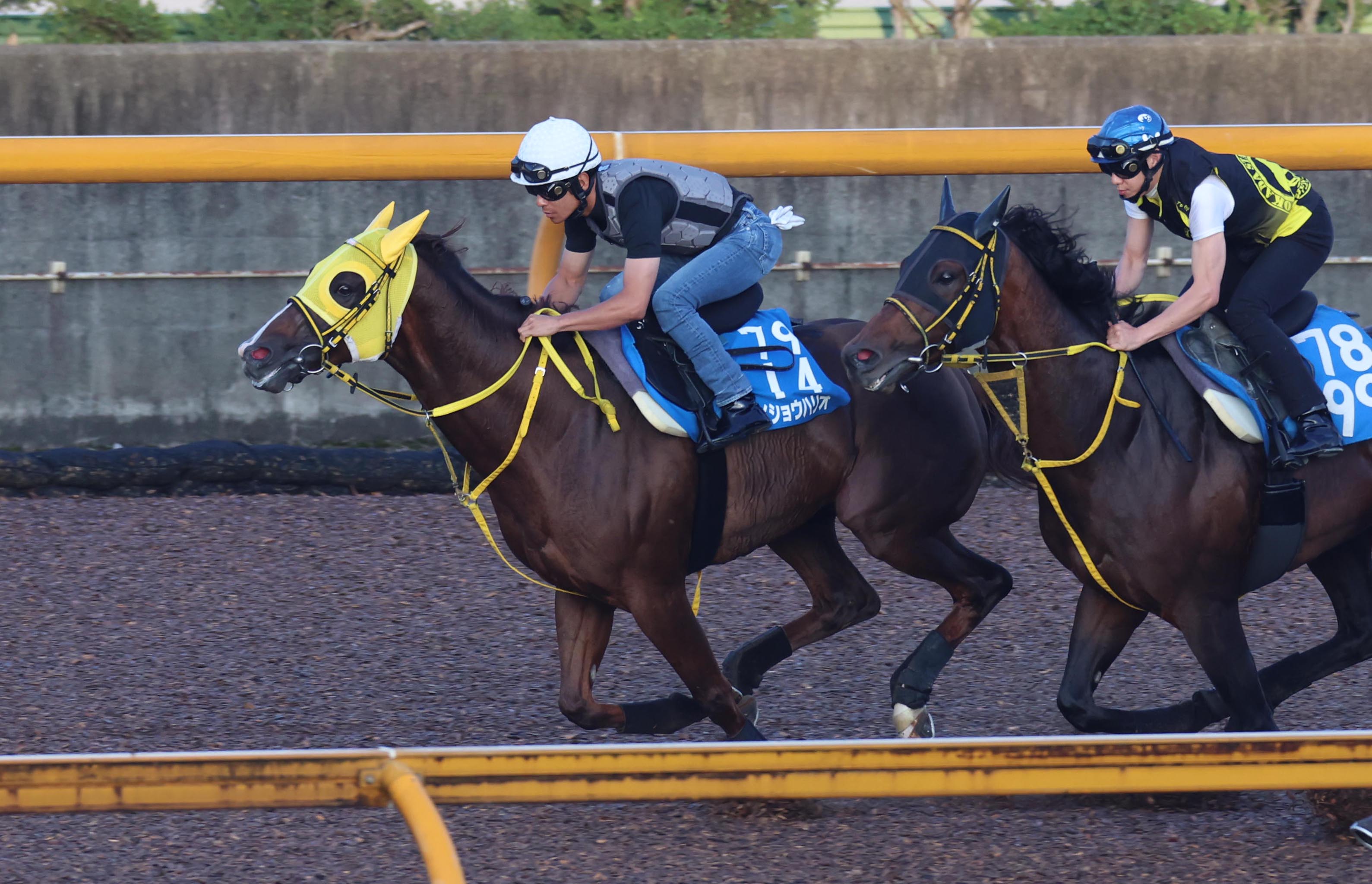 帝王賞 2週前追い切り】メイショウハリオが栗東CWで半馬身先着