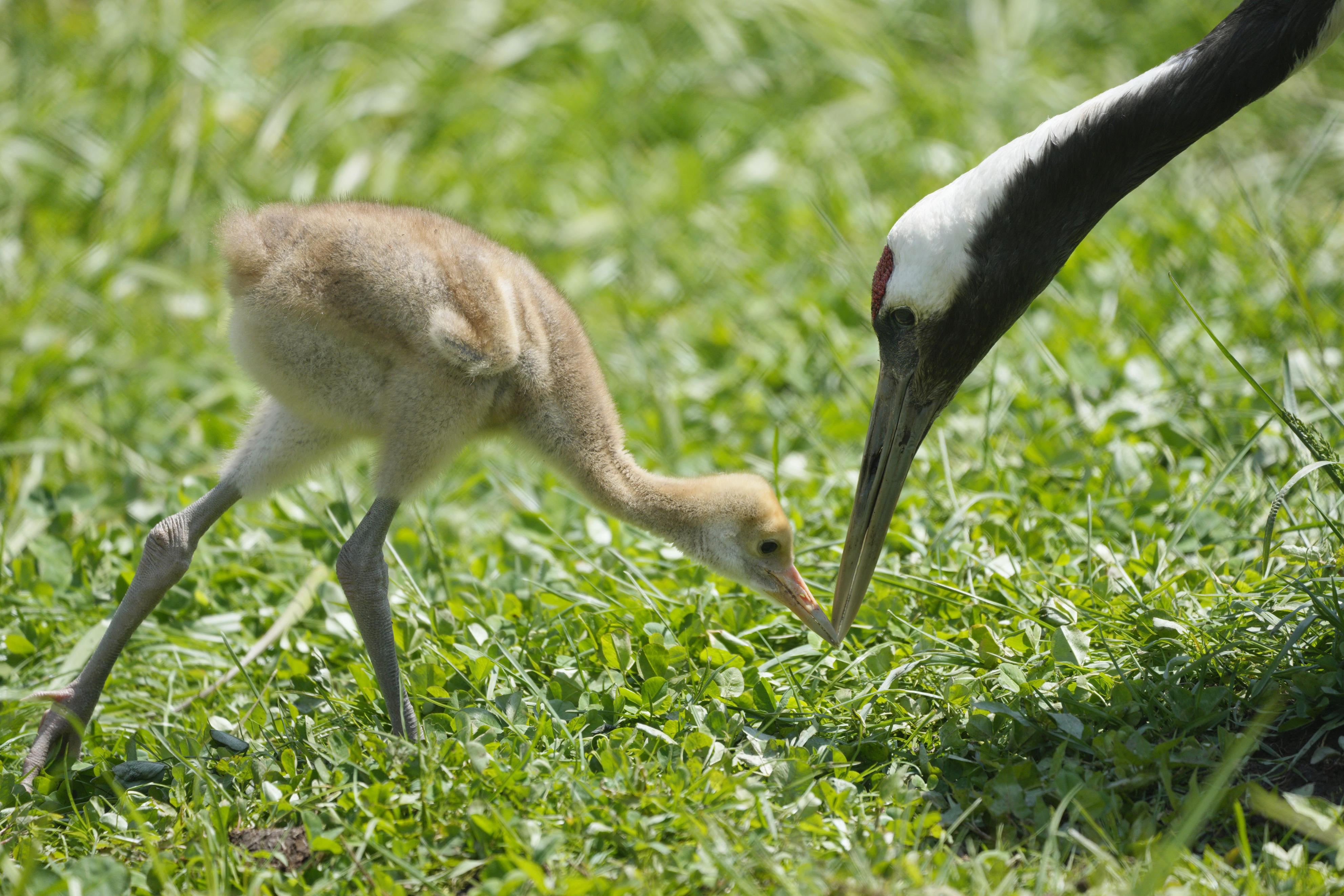 タンチョウひな、すくすく成長 北海道・釧路 - 産経ニュース