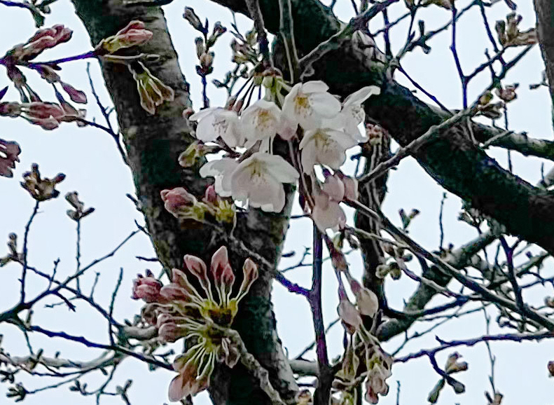 群馬・館林でも桜開花 ソメイヨシノ8輪 - 産経ニュース
