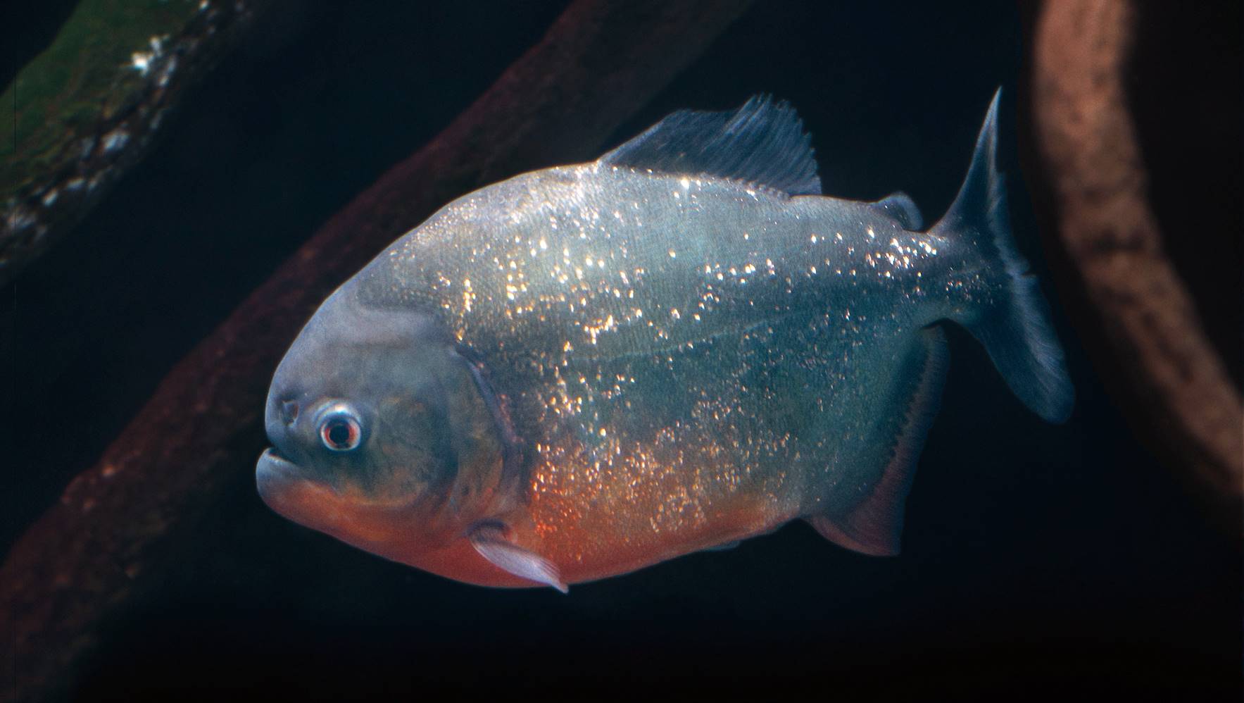 人は襲わない？ ピラニア 実は臆病な性格 肉食と他の魚種が共生の水槽 海遊館ダイアリー - 産経ニュース