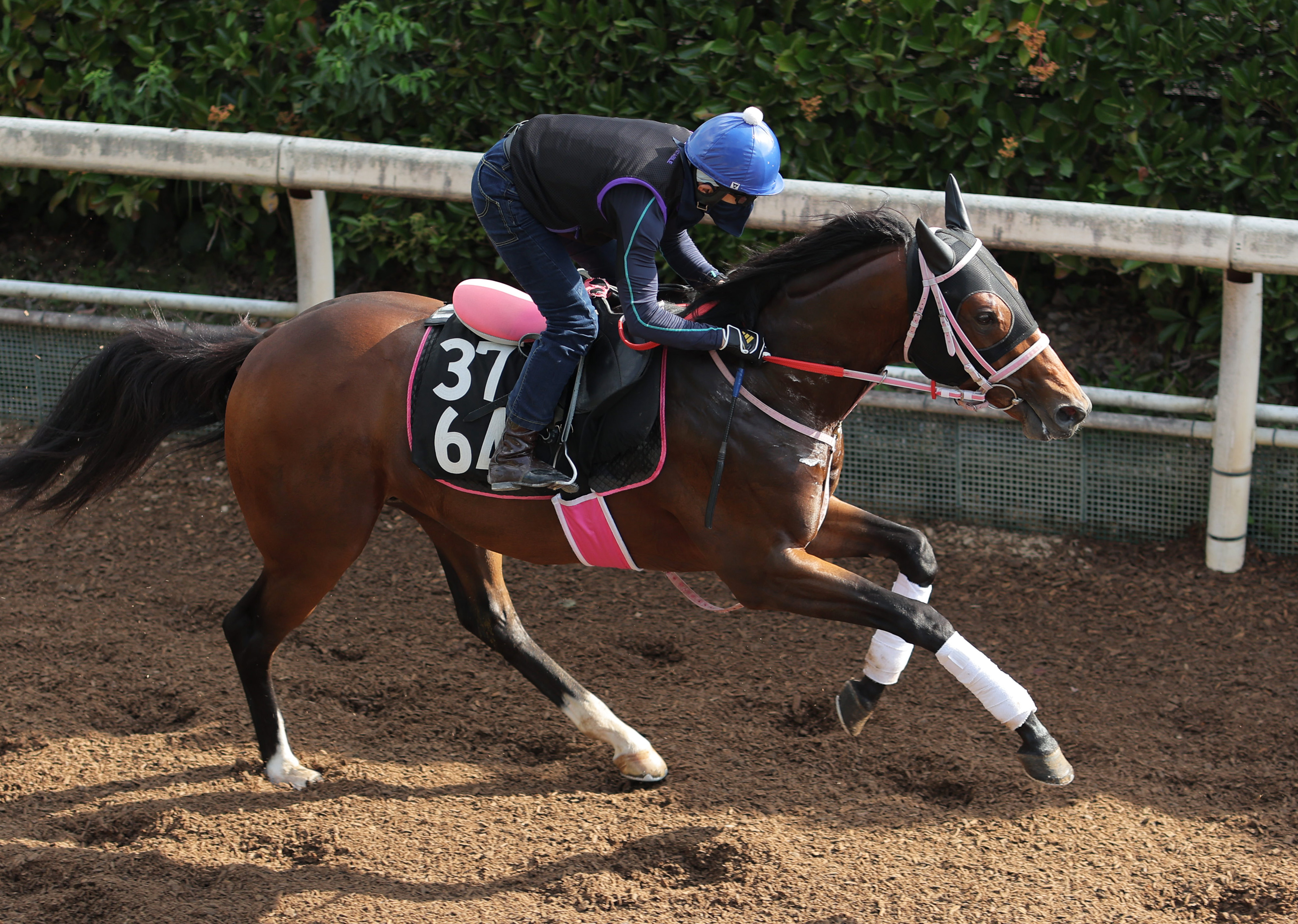 新潟競馬・GⅢレパードS】ロードラビリンスが3連勝で夏の3歳ダート王