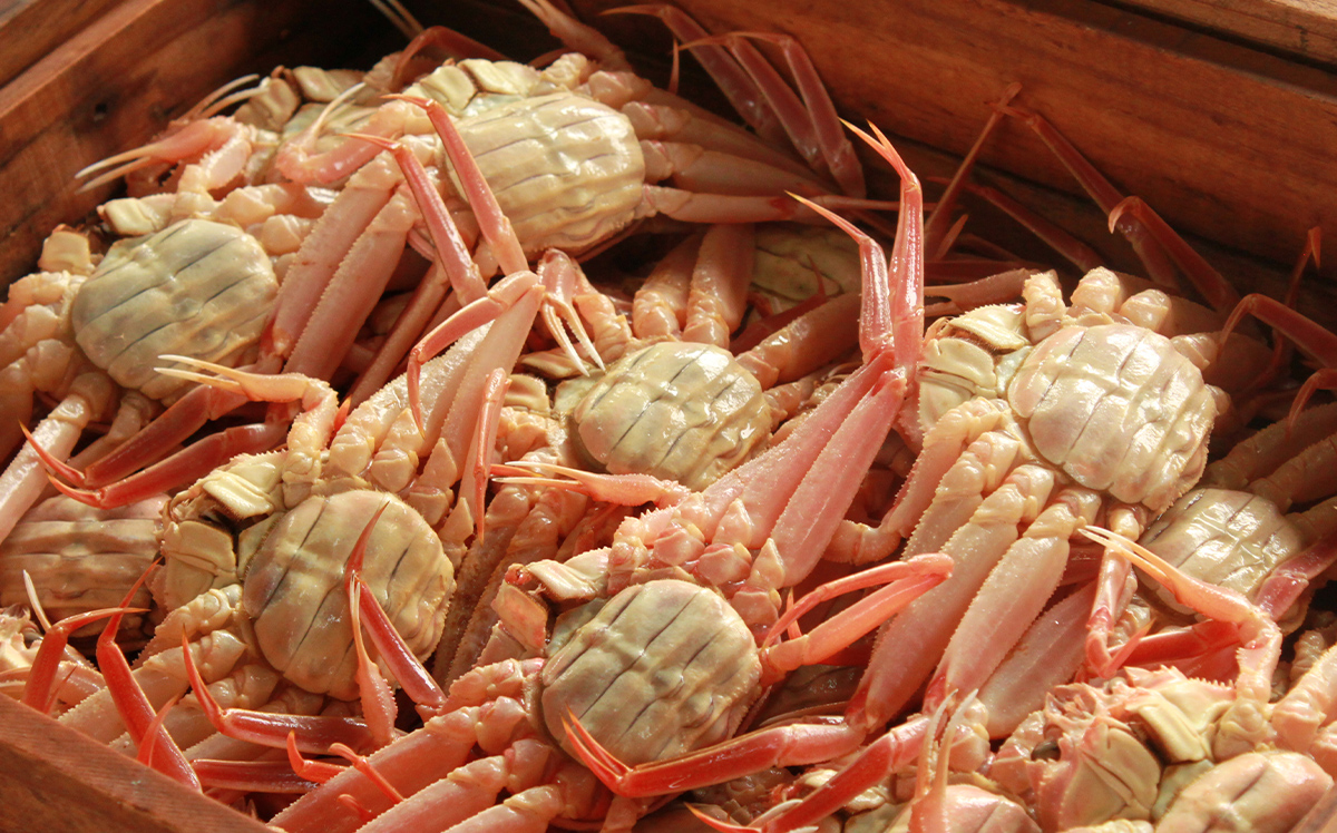 数量限定の訳あり品！「兵庫県香住産 セコガニ」一度食べるとやみつき