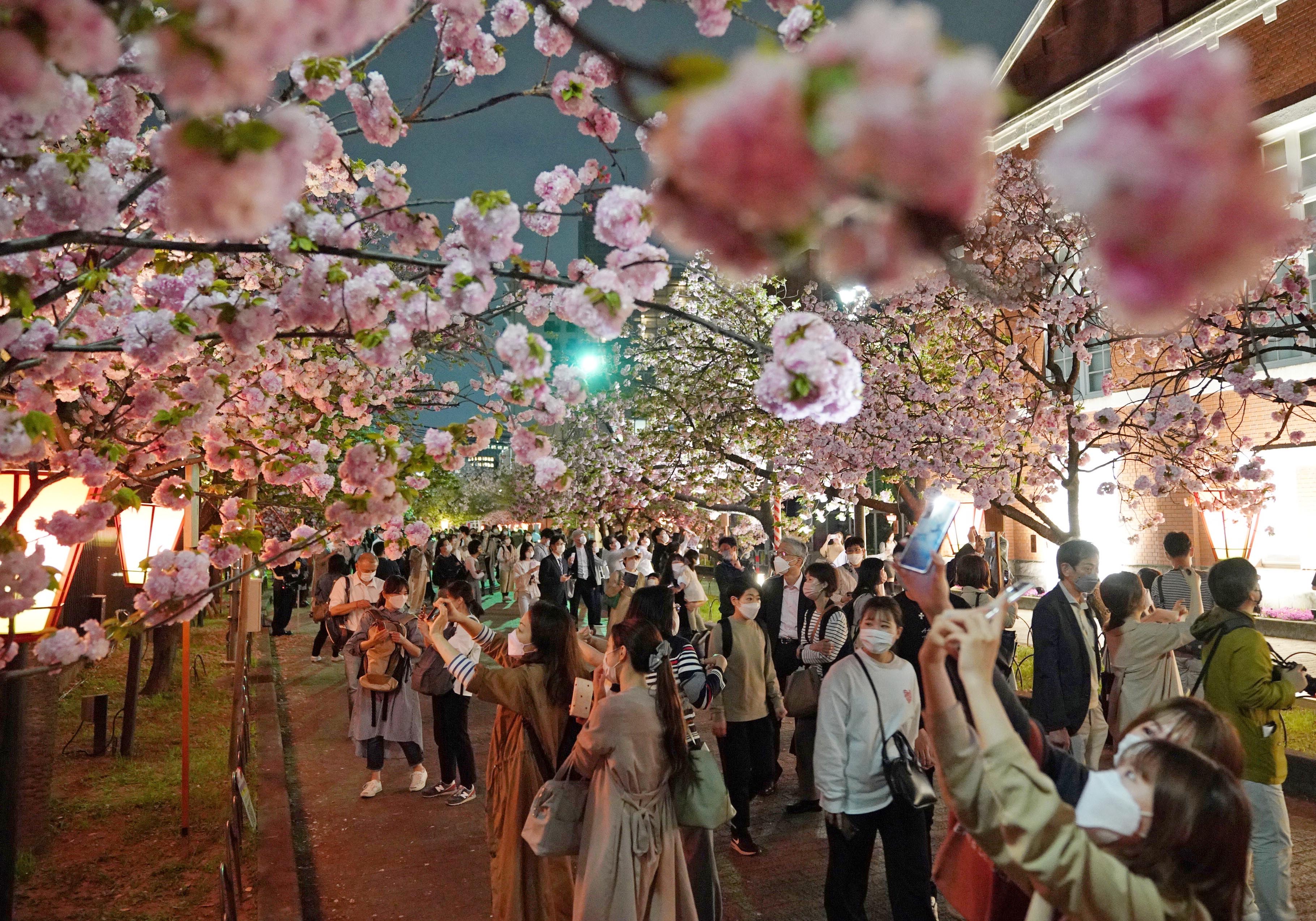 桜の通り抜け 造幣局 : 桜の通り抜け（大阪）