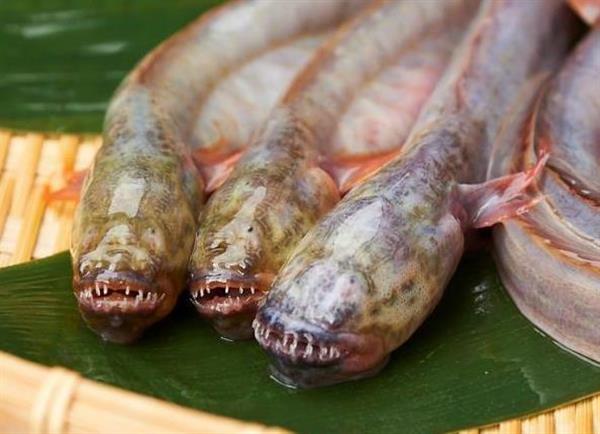 エイリアン魚や刃牙 佐賀 異色コラボで魅力ｐｒ 1 4ページ 産経ニュース