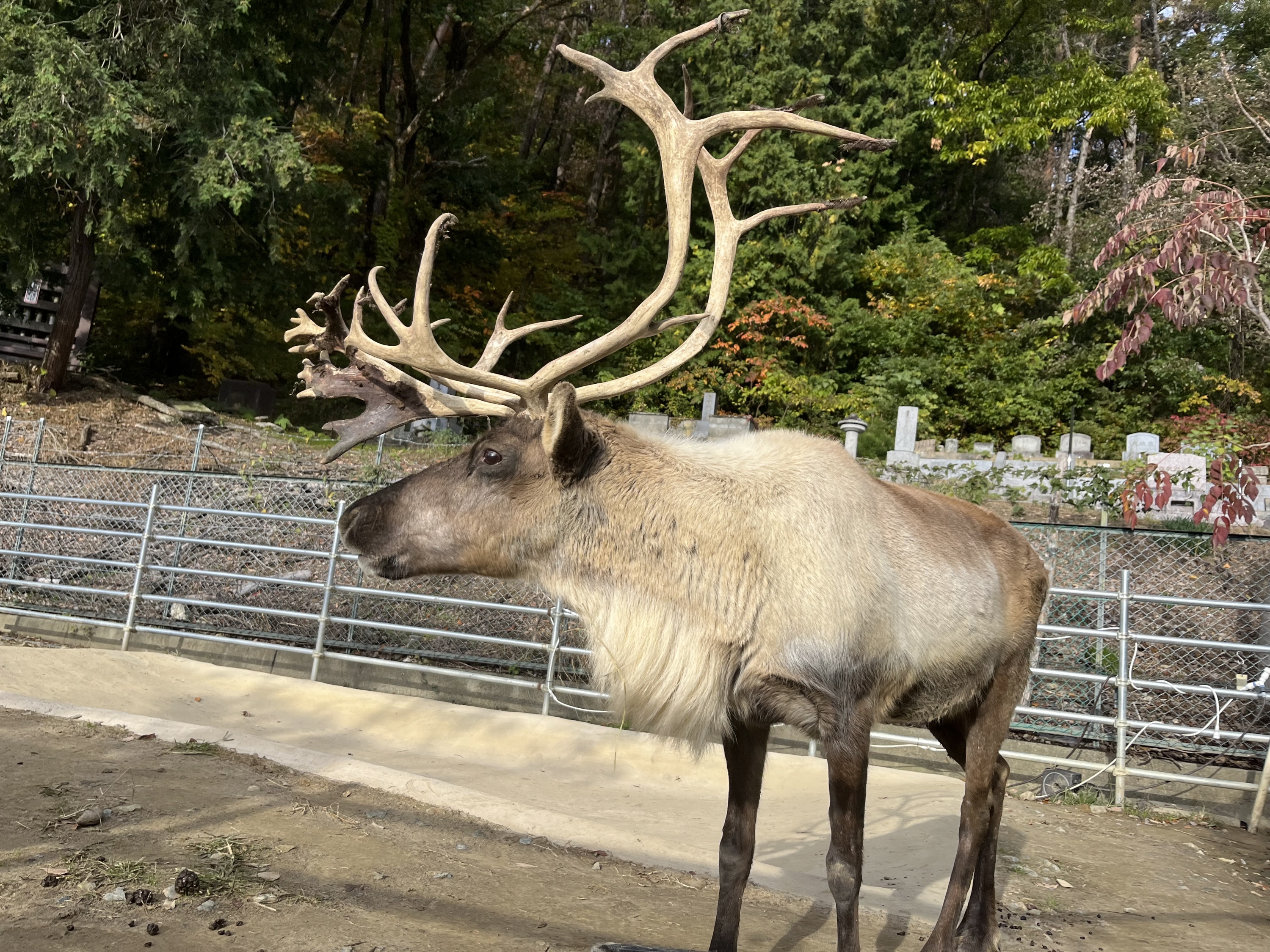 トナカイ クリスマスに活躍するのはどっち 長野・須坂市動物園 飼育員日誌 - 産経ニュース