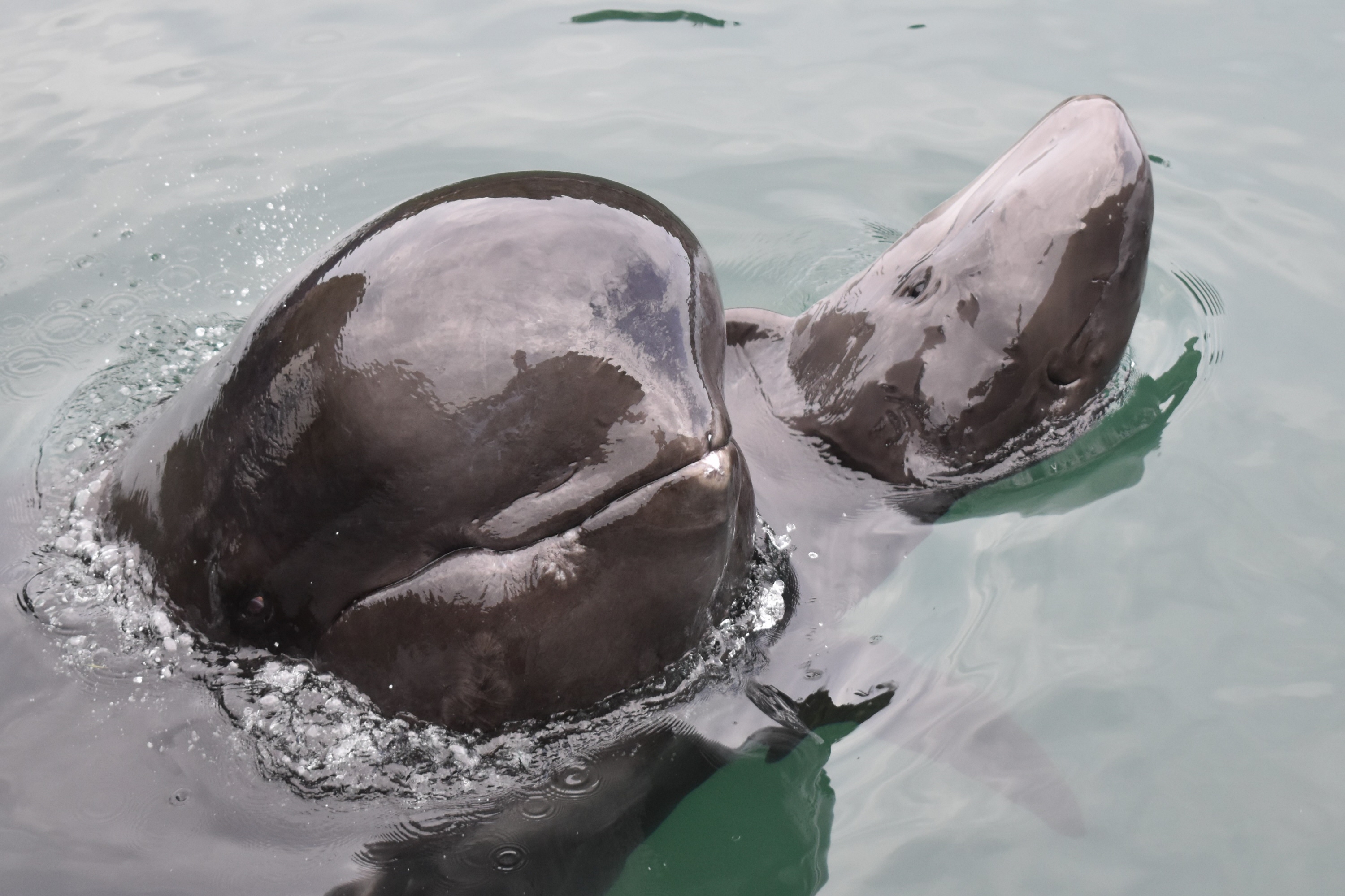 くじら日記】鯨類の繁殖④ 子クジラを人工哺育 - 産経ニュース