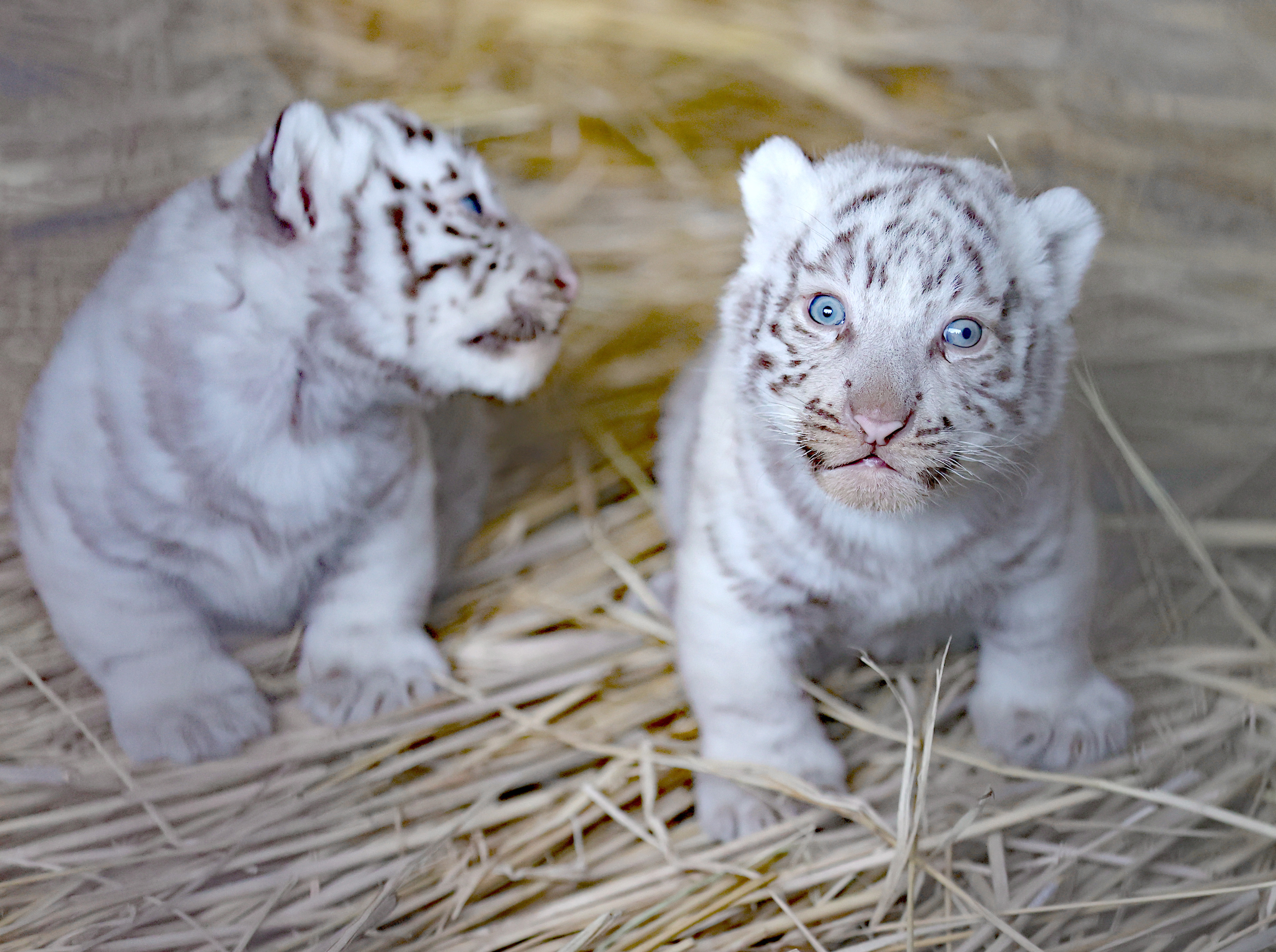 東武動物公園限定ホワイトタイガーキティ 2種 まとめ6個 東武動物公園限定ホワイトタイガーキティ