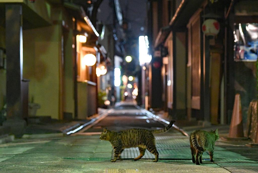 夜の京都・先斗町 歩くはネコばかり - 産経ニュース