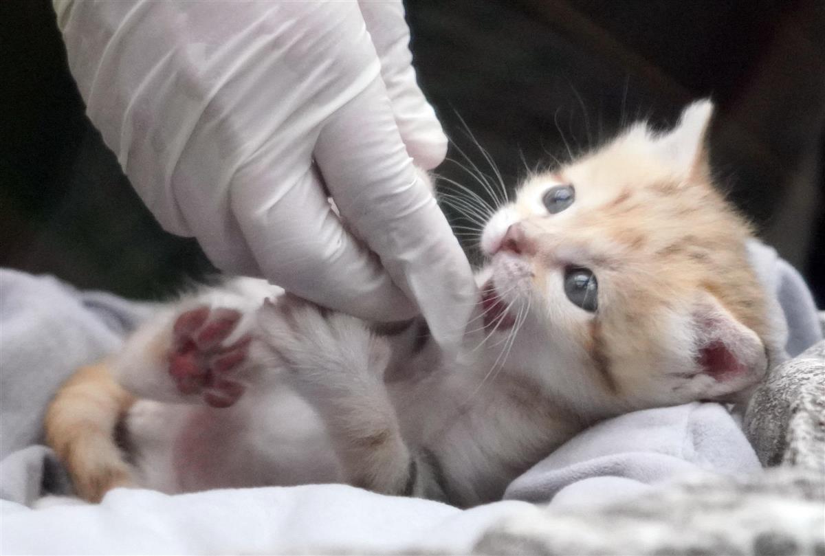 愛くるしい 砂漠の天使 スナネコの赤ちゃん 産経ニュース